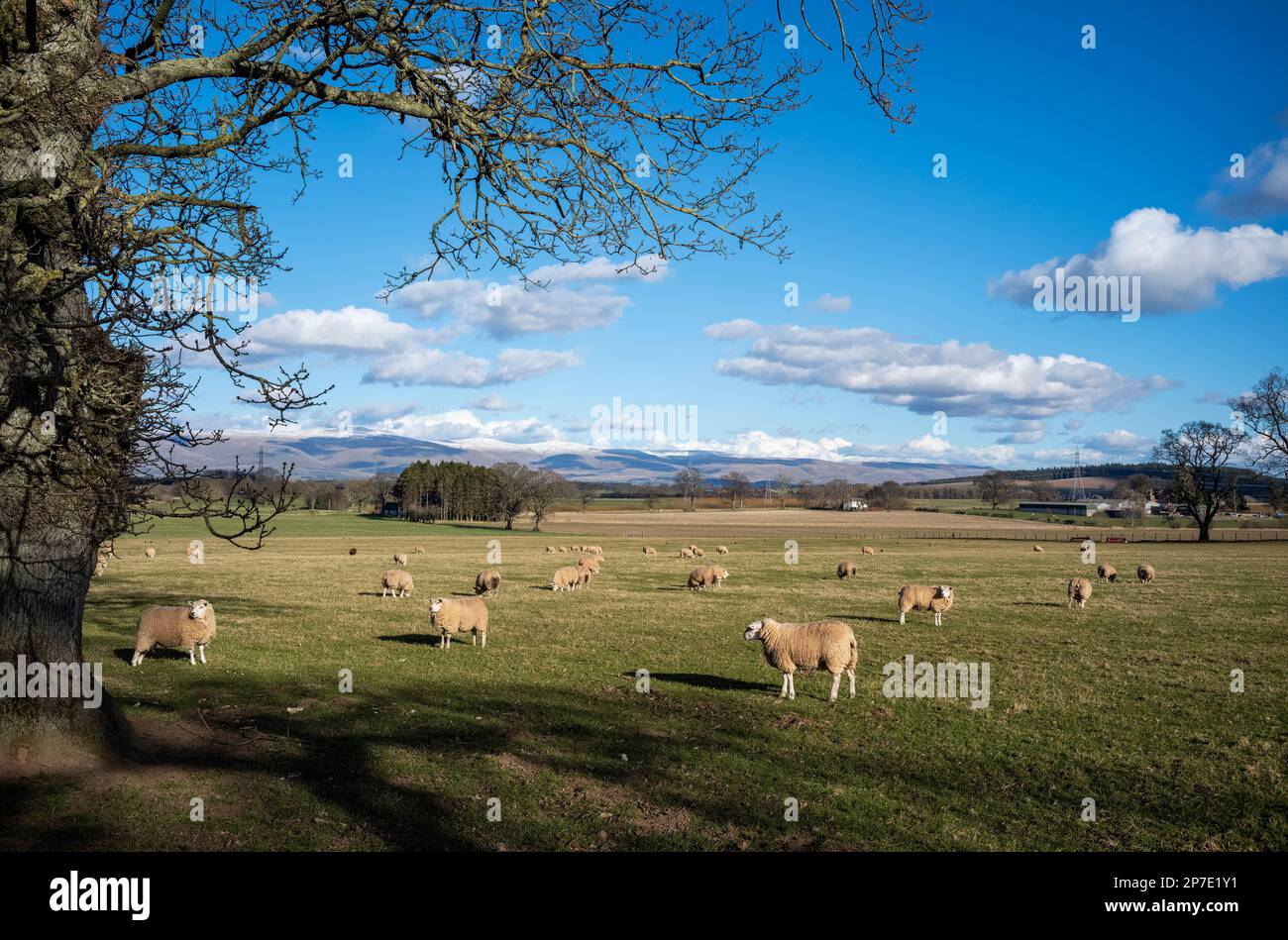 Wary sheep in the Eden Valley, Penrith, Cumbria, UK Stock Photo