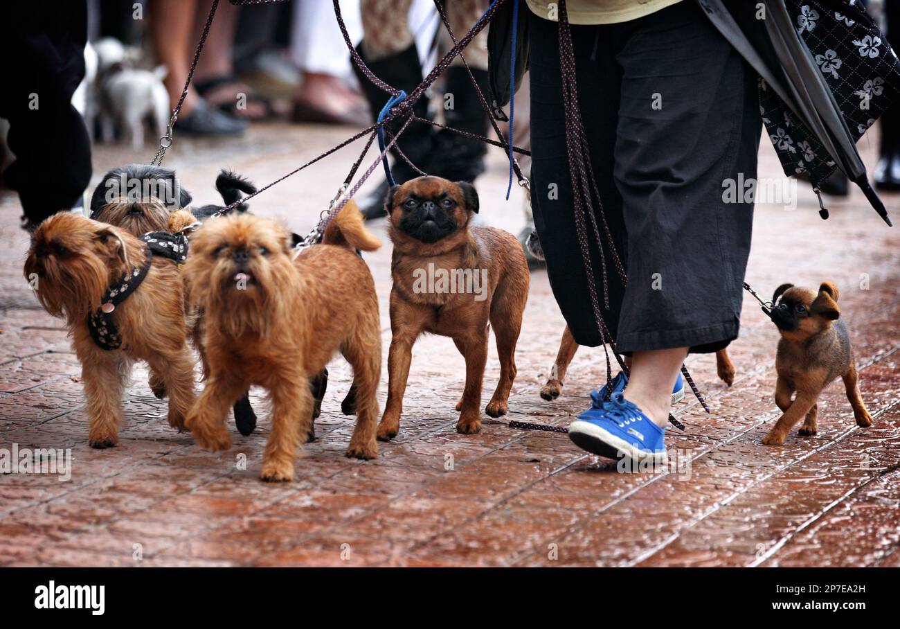 Dogs accompanied by their owners walk in the Tivoli Gardens, in Copenhagen,  Sunday, Aug. 22, 2010. Once a year, on The Day of The Dogs, dogs are  permitted into Denmark's famous amusement
