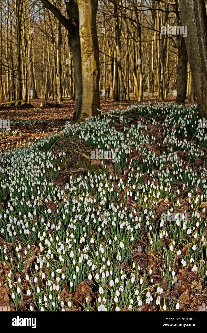 Snowdrops In The Woods, Welford Park,  Berkshire UK Stock Photo