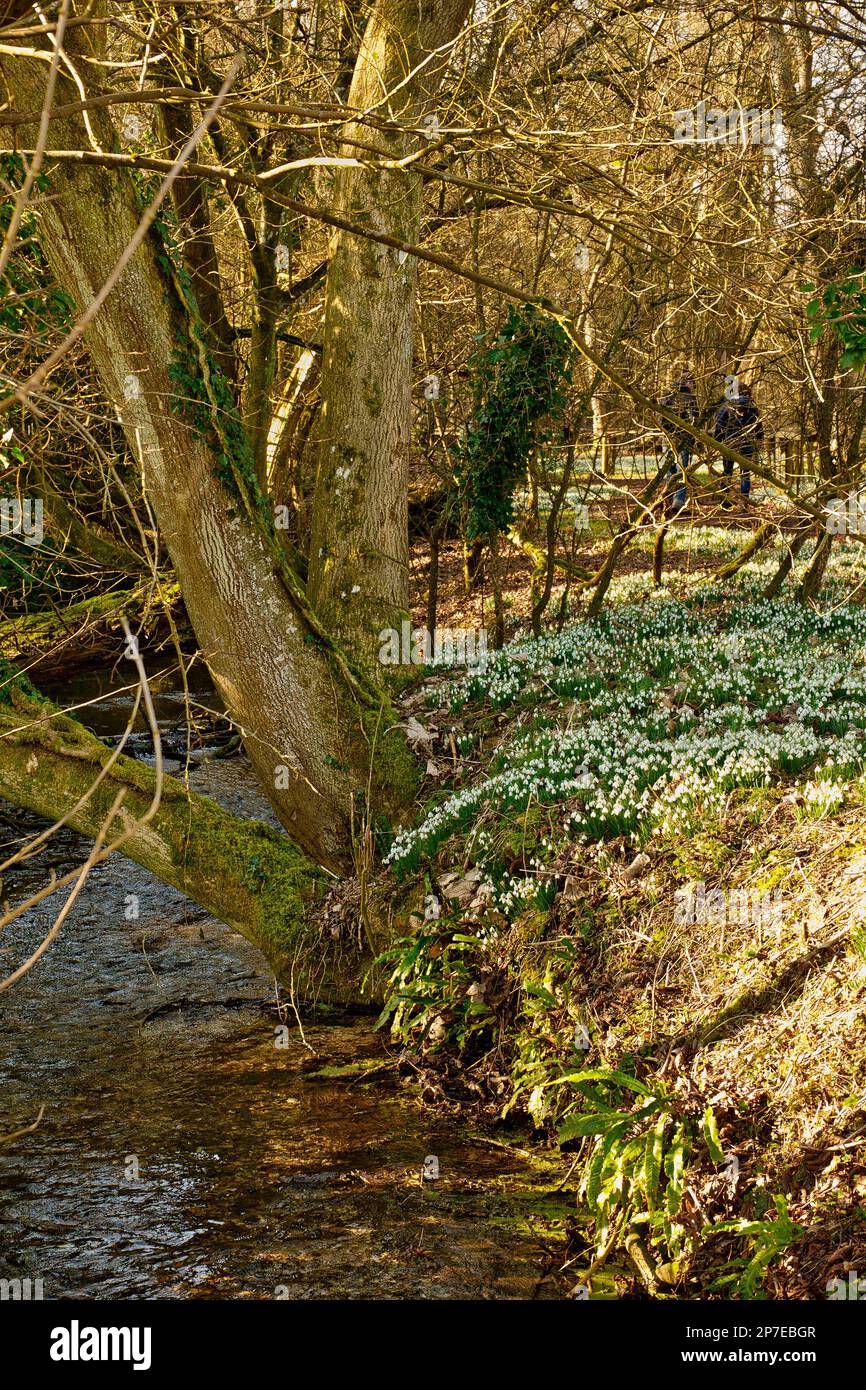Snowdrops In The Woods, Welford Park,  Berkshire UK Stock Photo