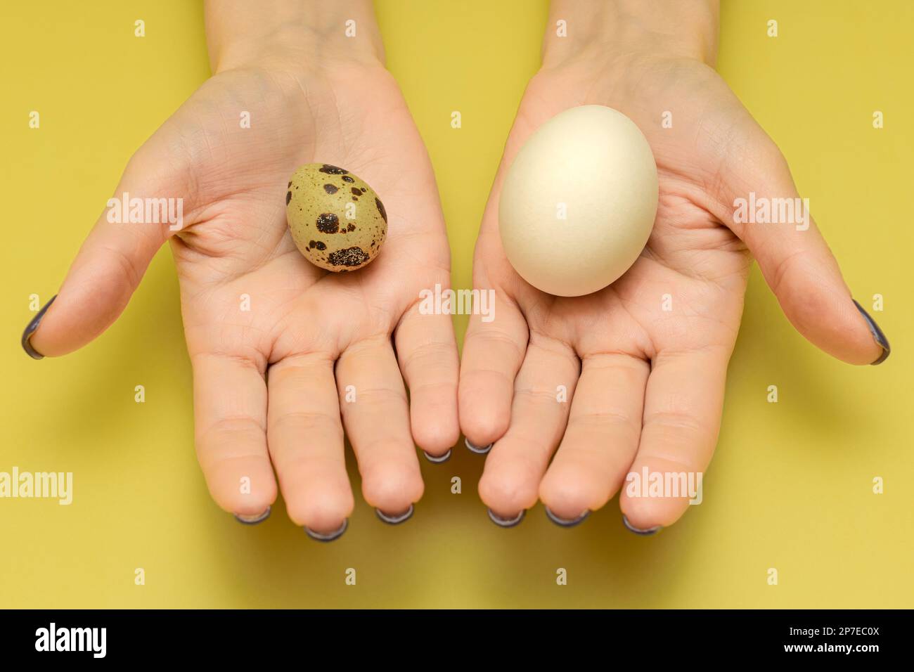chicken egg lies in the palm of a person. man holding chicken and quail egg in hand. man comparing two bird eggs. Stock Photo