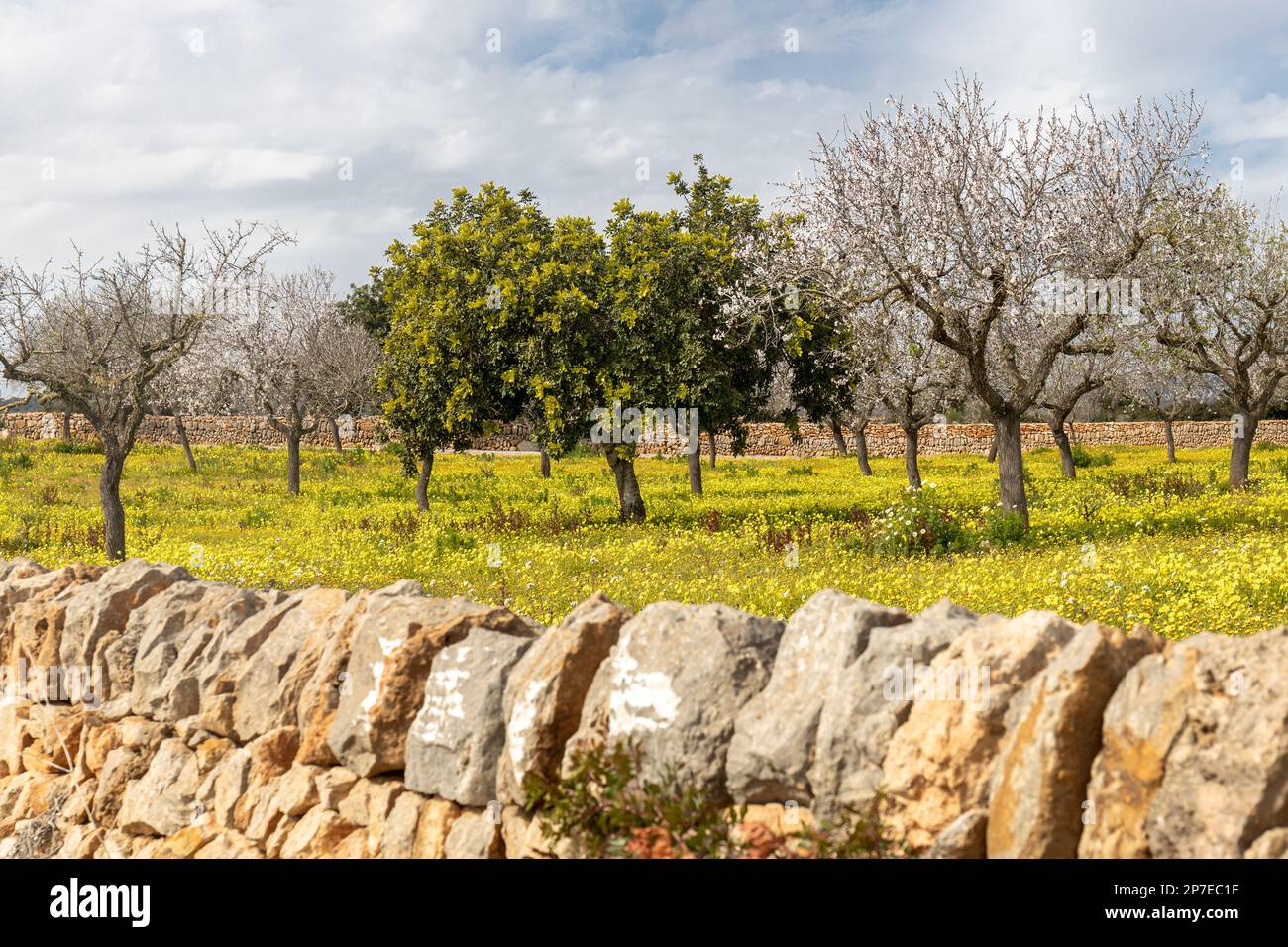 Blossoming almond trees, green carob tree and flowering meadow behind a