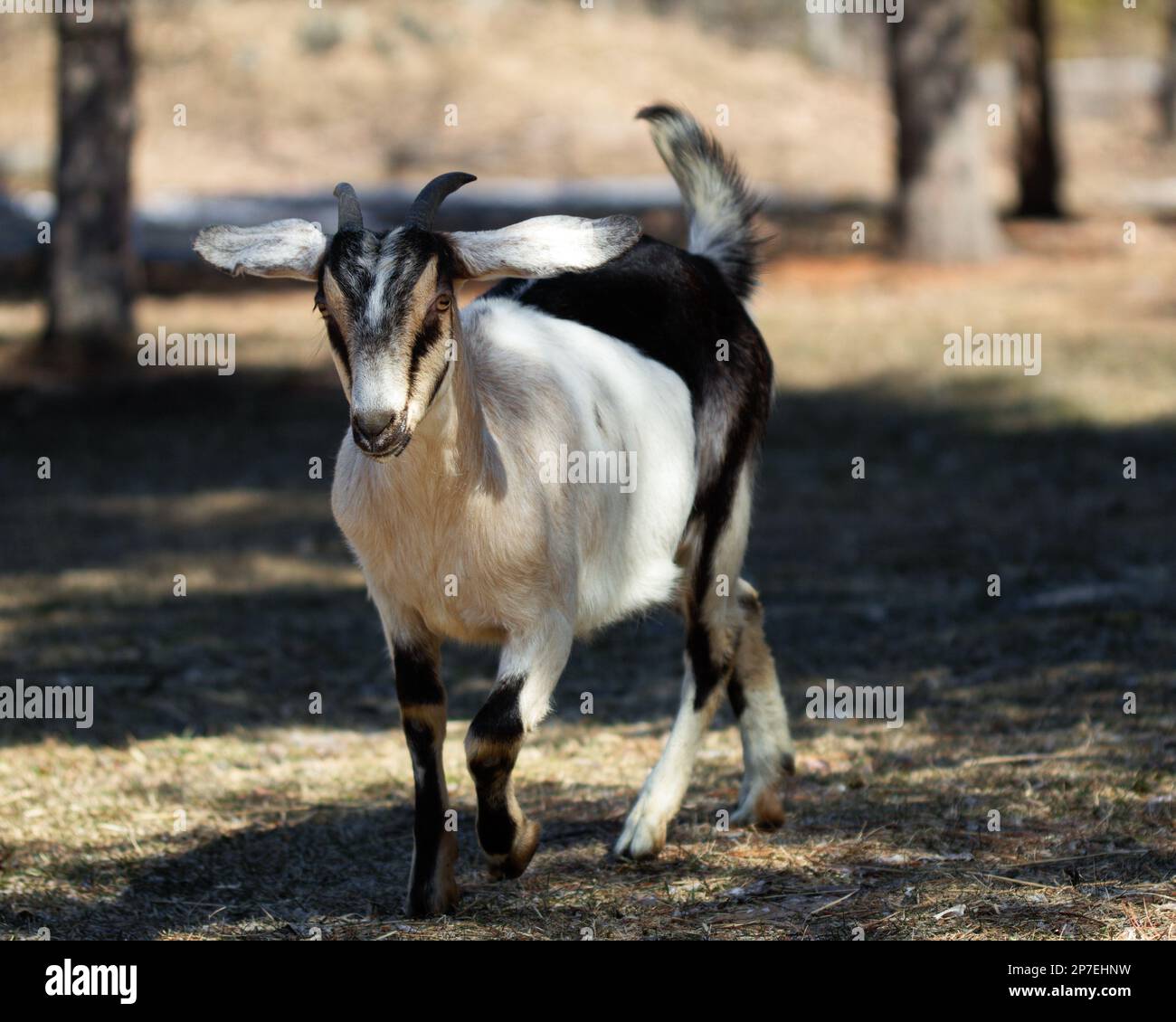 A black and white goat is captured running on a grassy terrain, showcasing its agility and strength Stock Photo