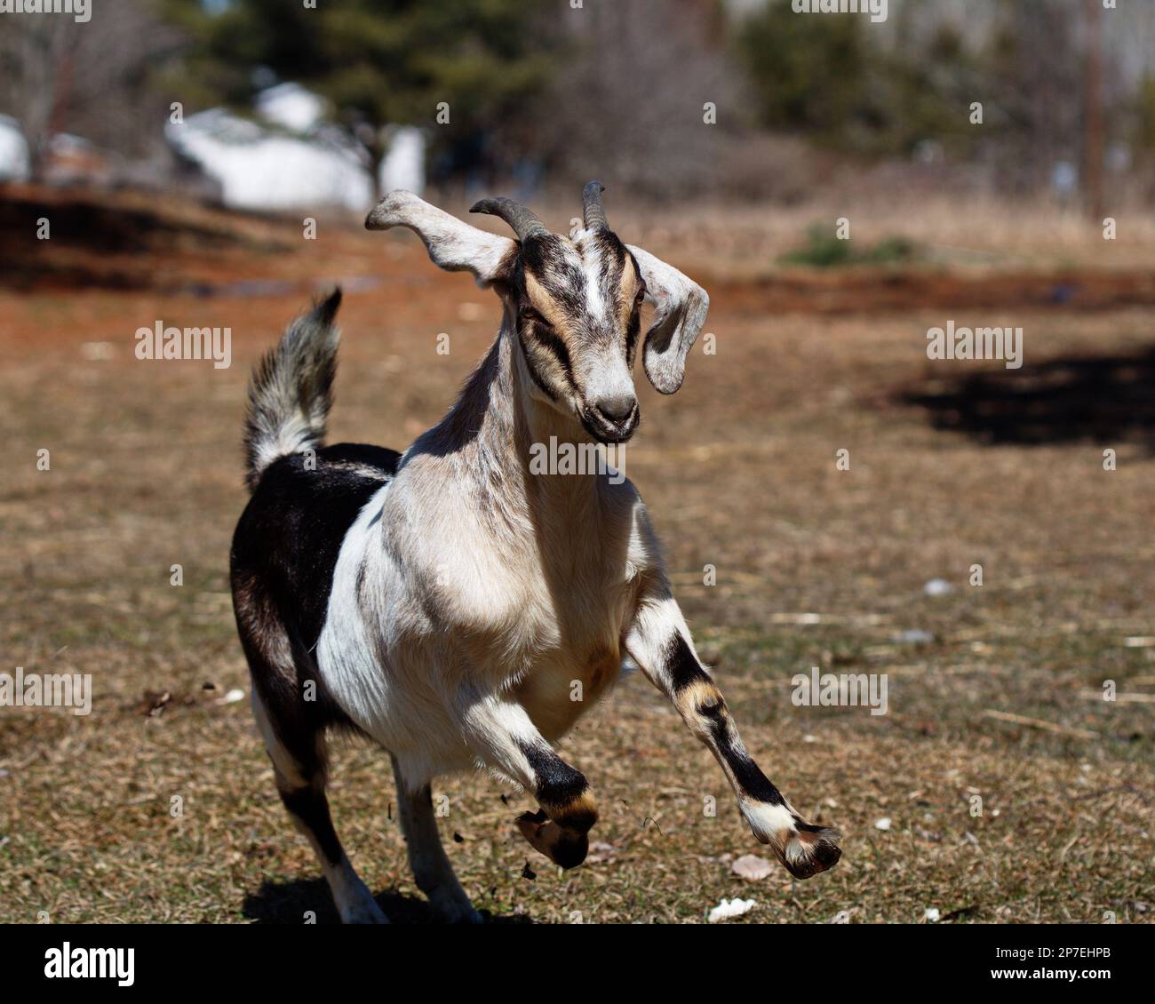 A black and white goat is captured running on a grassy terrain, showcasing its agility and strength Stock Photo