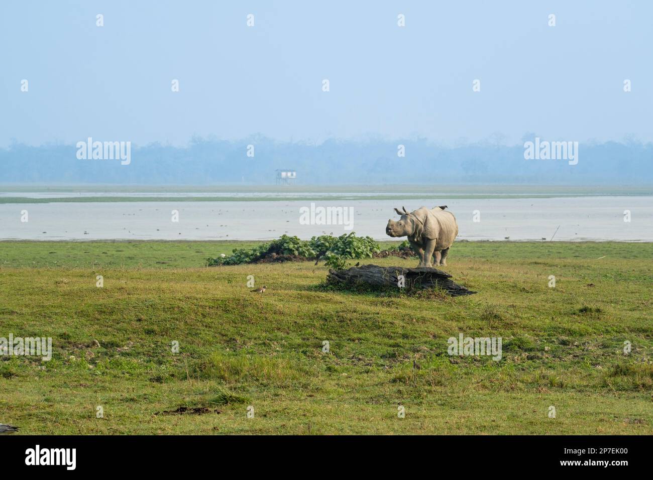 Indian Rhino Rhinoceros unicornis, crosses from left-to-right grassland in front of a river. Kaziranga National Park, Assam, India Stock Photo