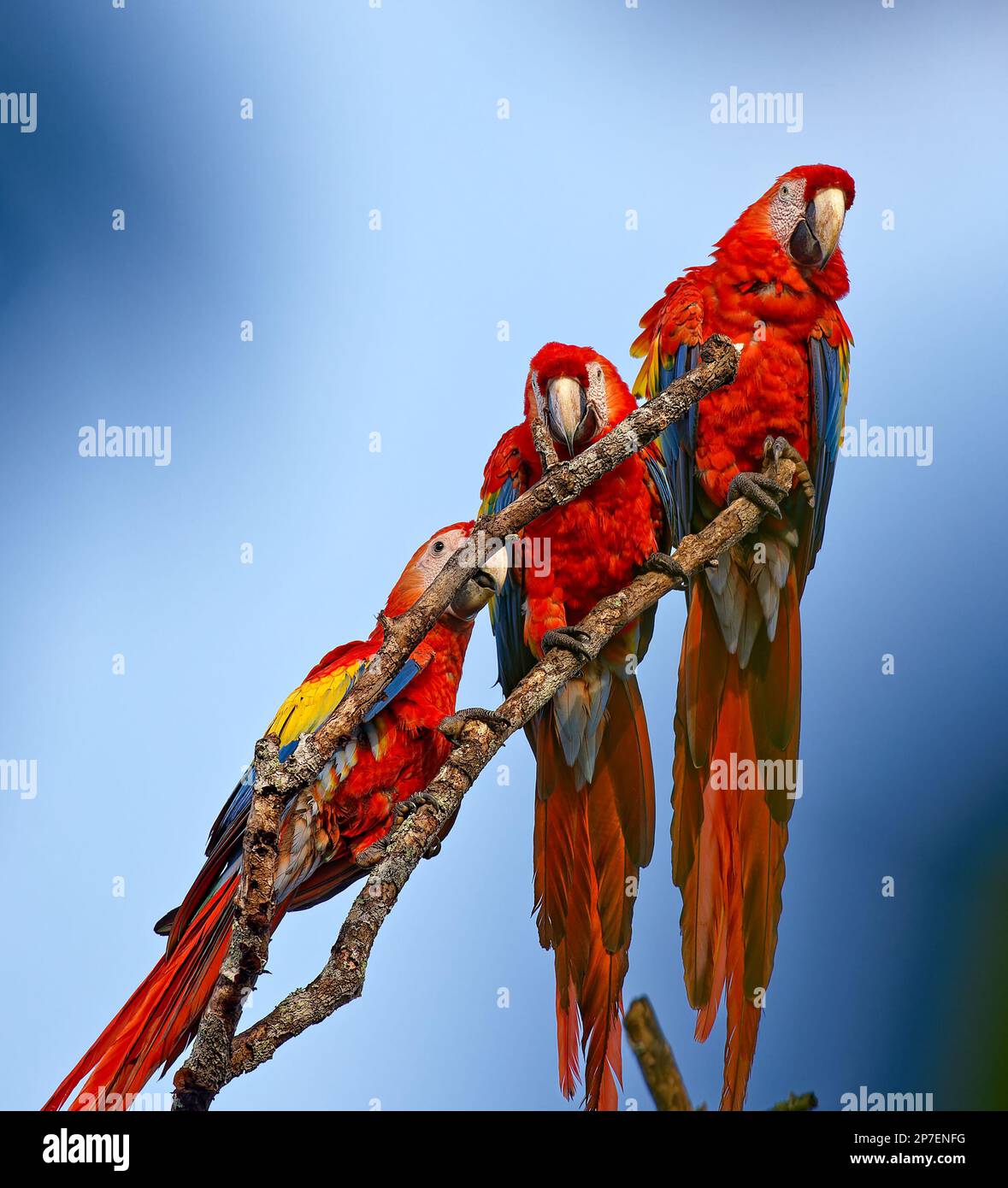 Scarlet Macaws perched on dead branch, Tarcoles, Costa Rica Stock Photo