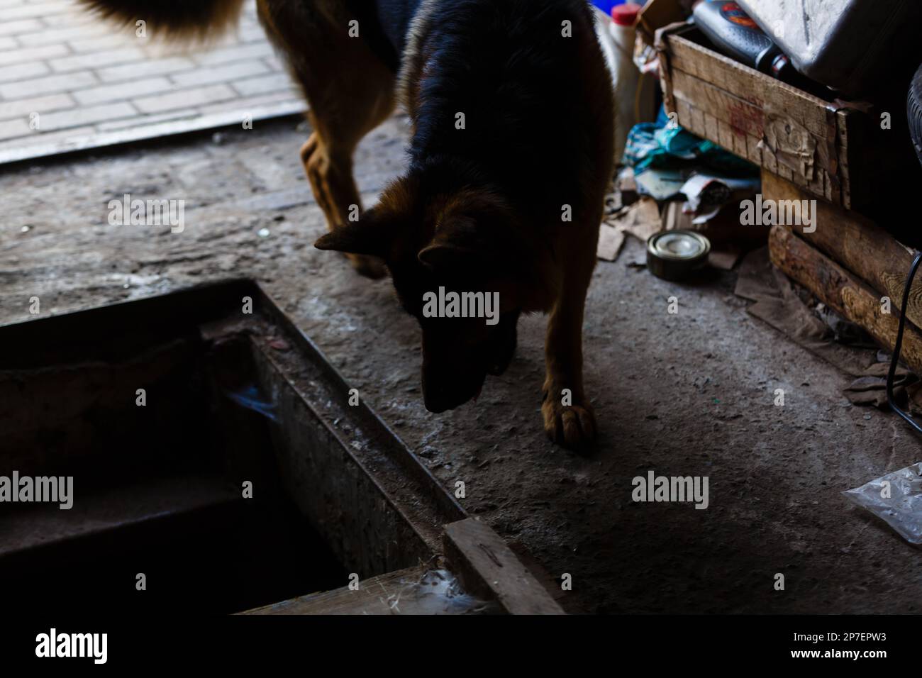 abandoned puppy in the cellar Stock Photo - Alamy