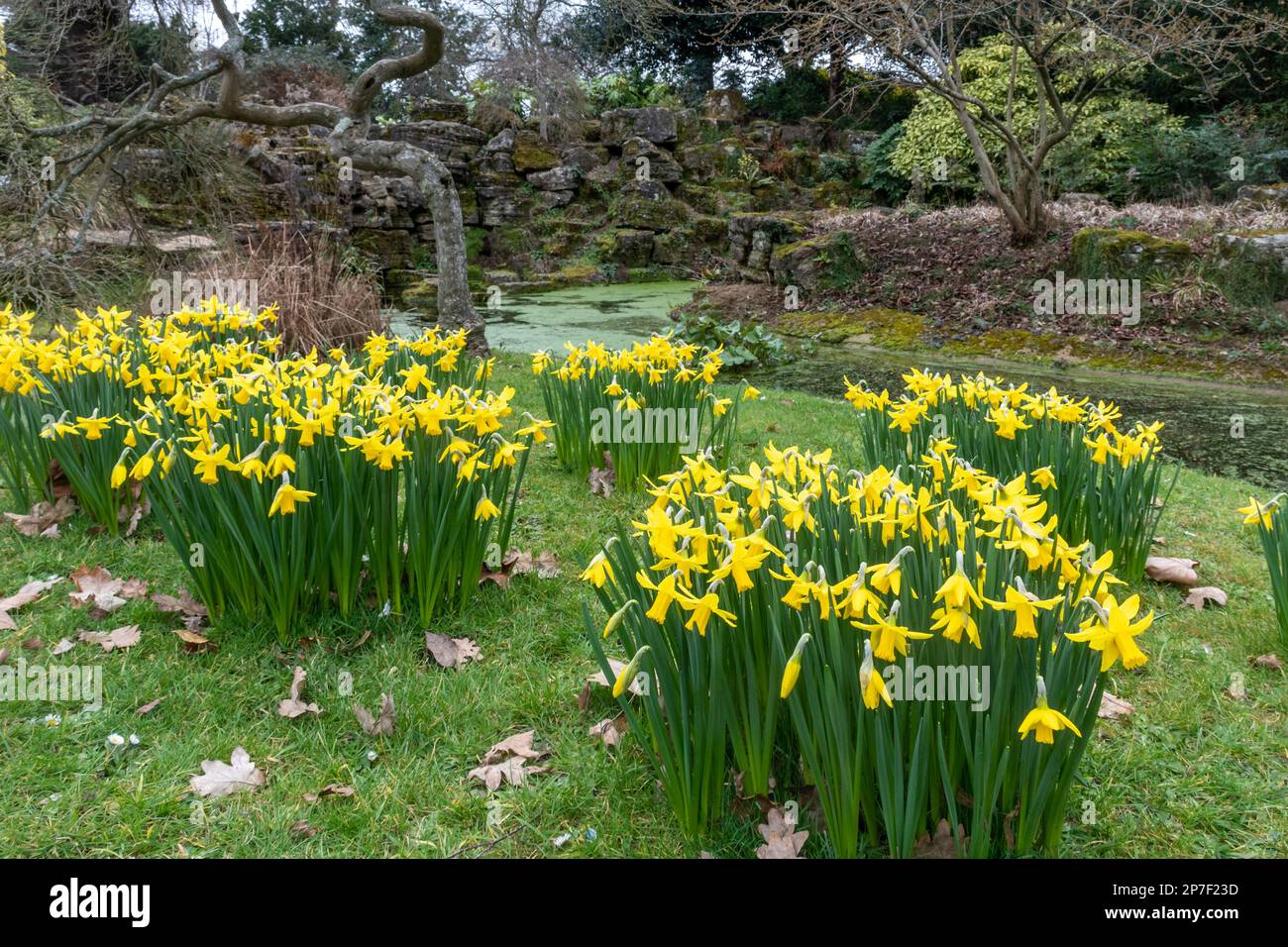 Daffodils in Stoke Park Gardens in Guildford, Surrey, England, UK, during March or spring Stock Photo