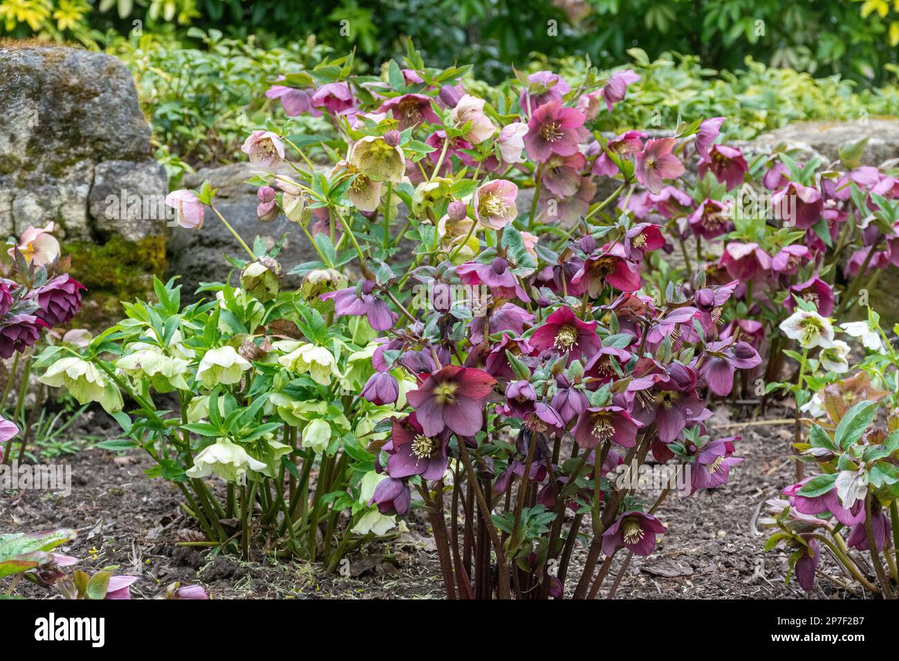 Variety of hellebores in Stoke Park Gardens in Guildford, Surrey, England, UK, during March Stock Photo
