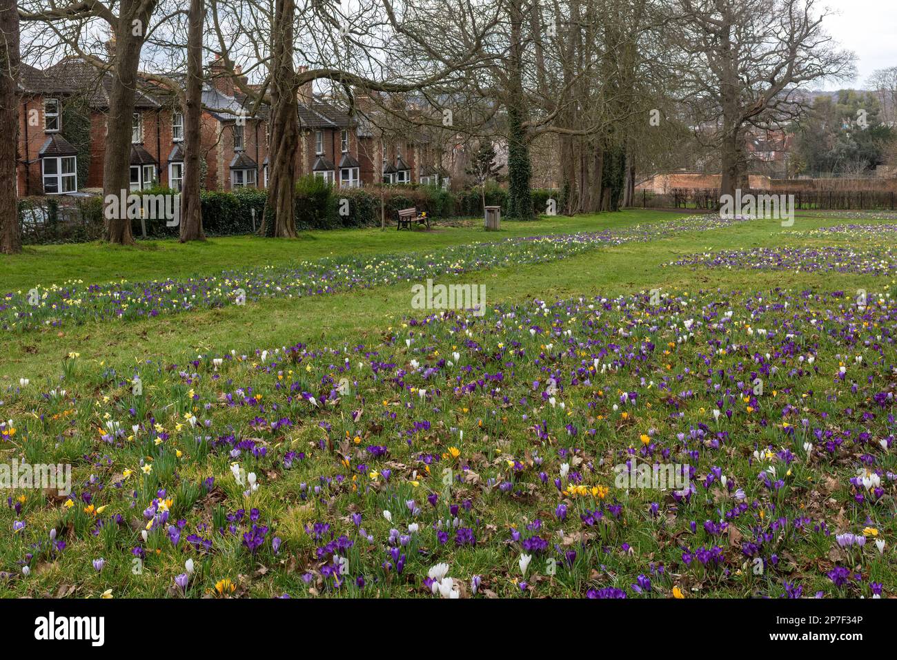 Crocuses and daffodils, spring flowers in Stoke Park Gardens in Guildford, Surrey, England, UK during March Stock Photo