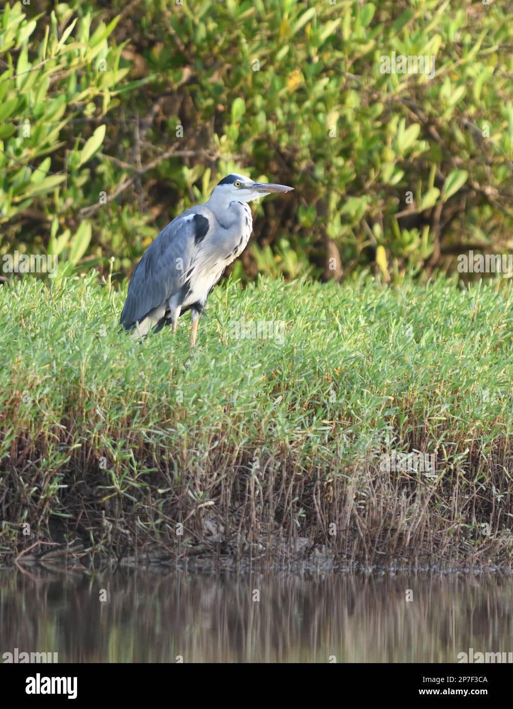 A grey heron (Ardea cinerea)  hunts in boggy vegitation bt  a creek off the Gambia River. Tendaba, The Republic of the Gambia. Stock Photo