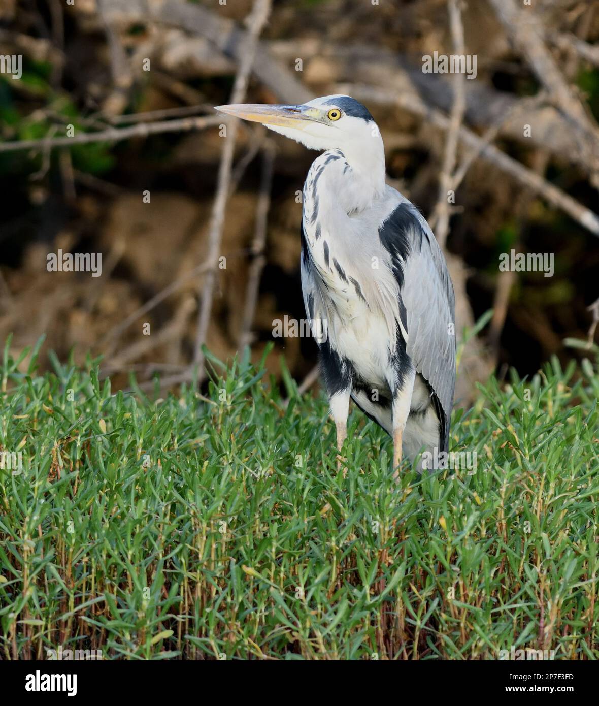 A grey heron (Ardea cinerea)  hunts in boggy vegitation bt  a creek off the Gambia River. Tendaba, The Republic of the Gambia. Stock Photo