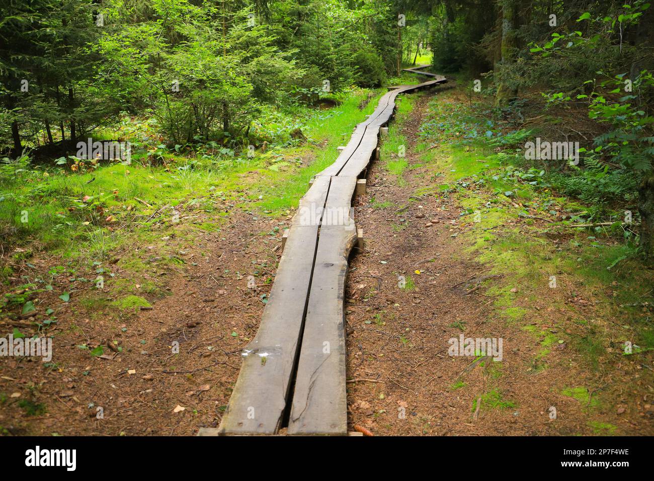 Wooden planks away in black moor, Rhön mountains - Germany Stock Photo