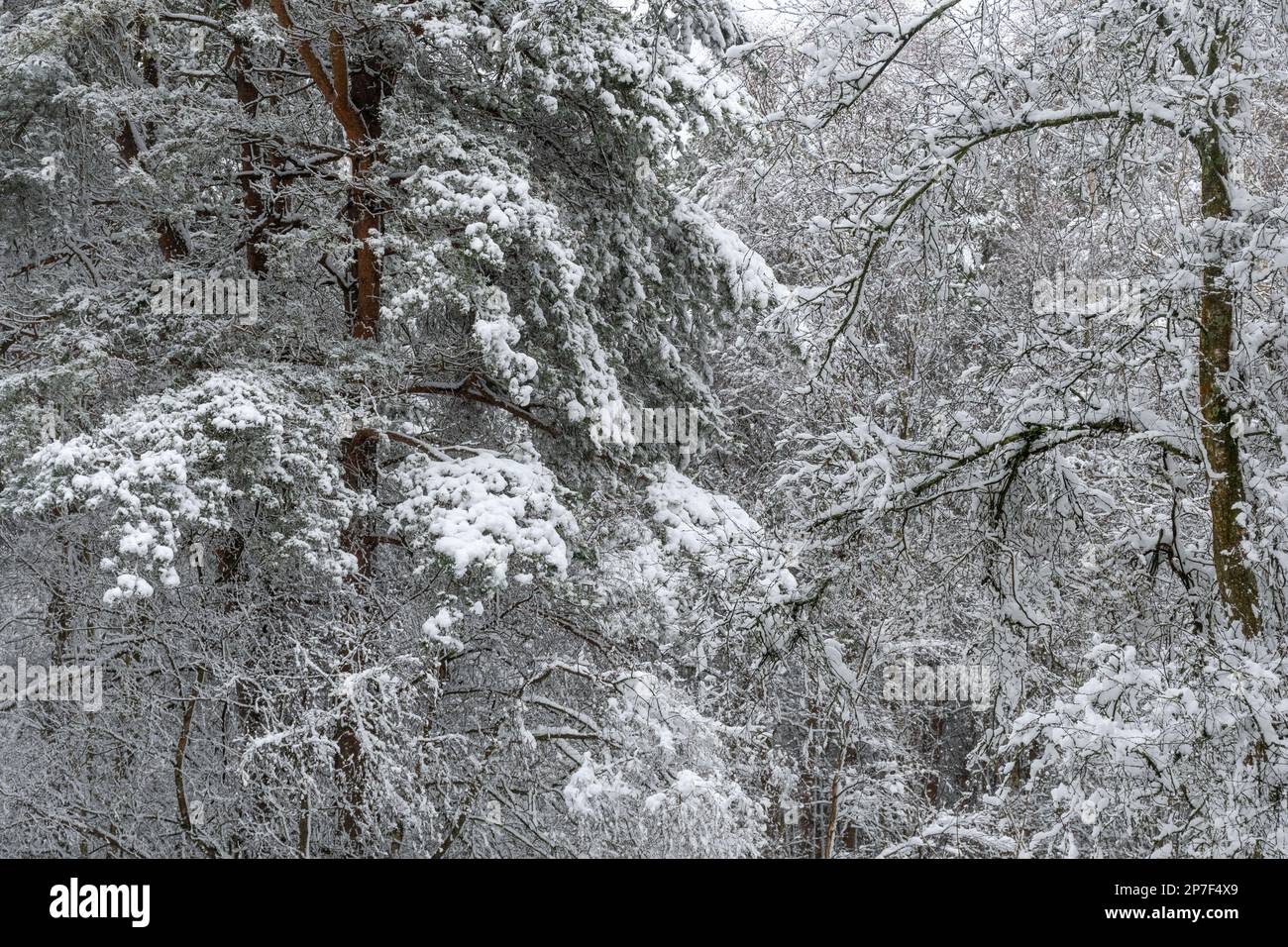 Snow scene in forest or woodland at Caesar's Camp, Hampshire, England, UK, 8th March 2023. Snowy countryside landscape. Stock Photo
