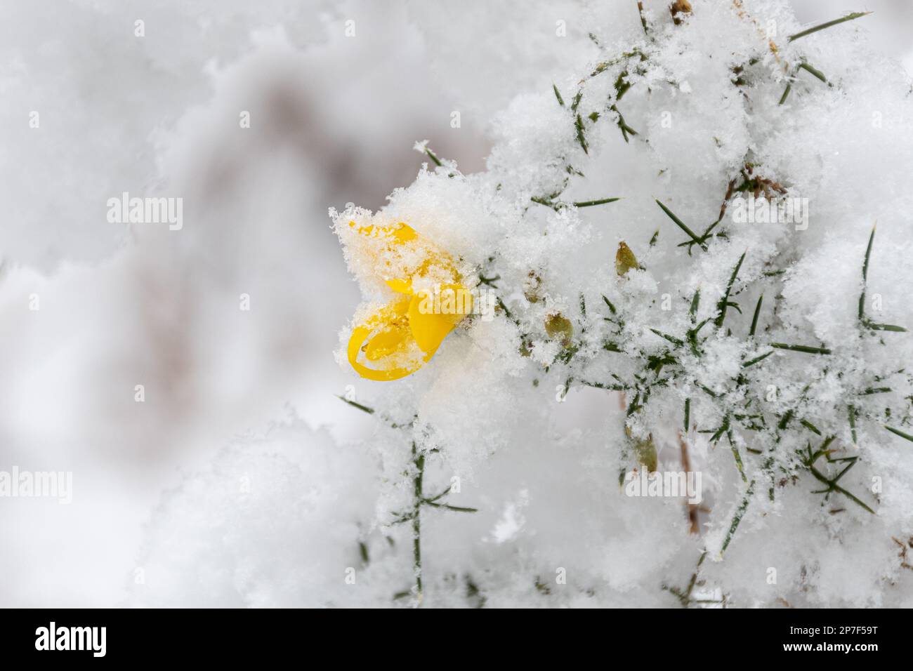 Gorse bush (Ulex europaeus) with yellow flowers covered with snow in early spring, England, UK Stock Photo