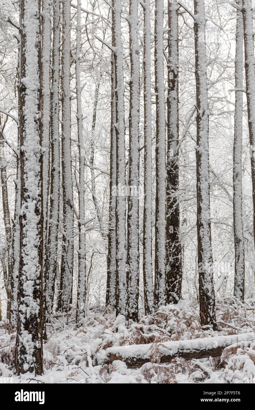 Snow scene in forest at Caesar's Camp, Hampshire, England, UK, 8th March 2023. Snowy woodland landscape. Stock Photo