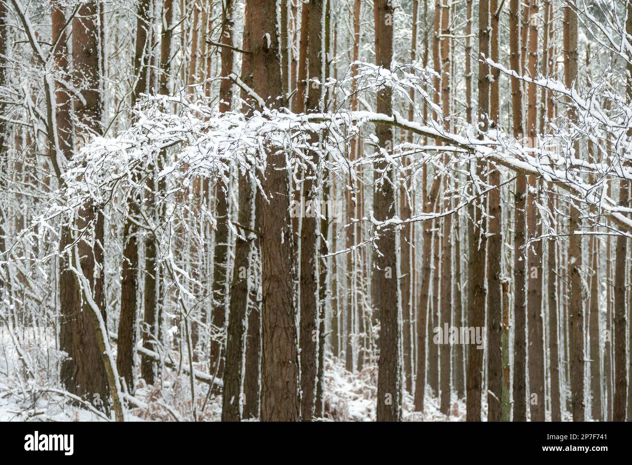 Snow scene in forest at Caesar's Camp, Hampshire, England, UK, 8th March 2023. Snowy woodland landscape. Stock Photo
