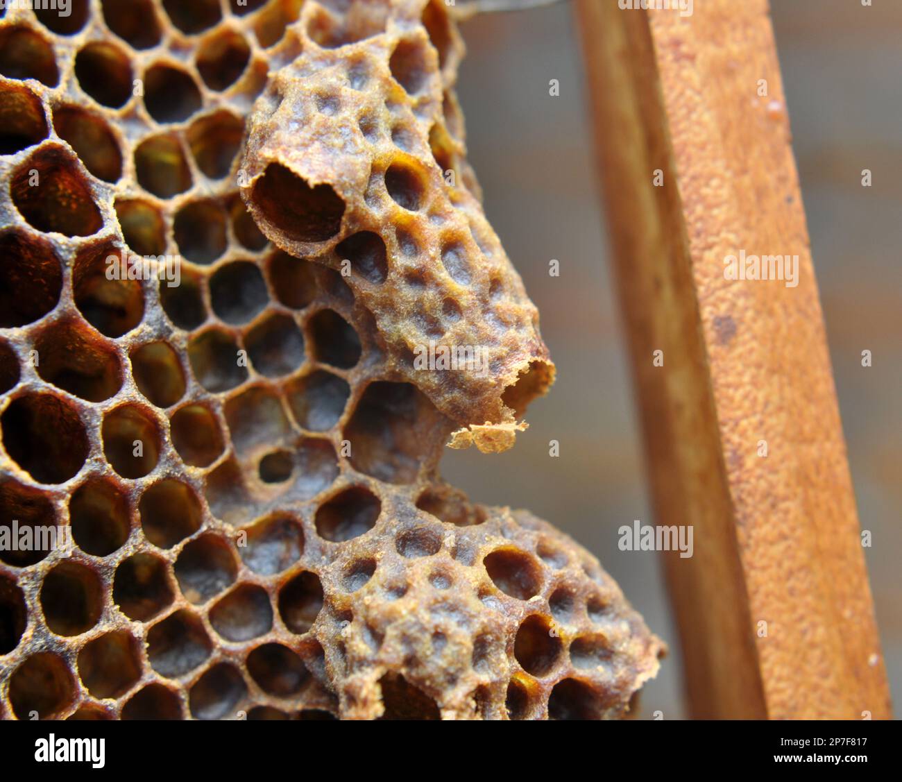An open queen chamber from which a newborn queen bee emerged Stock Photo