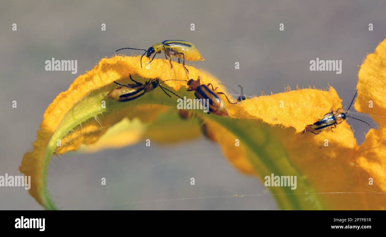 On the plant is a harmful insect Western corn beetle (Diabrotica