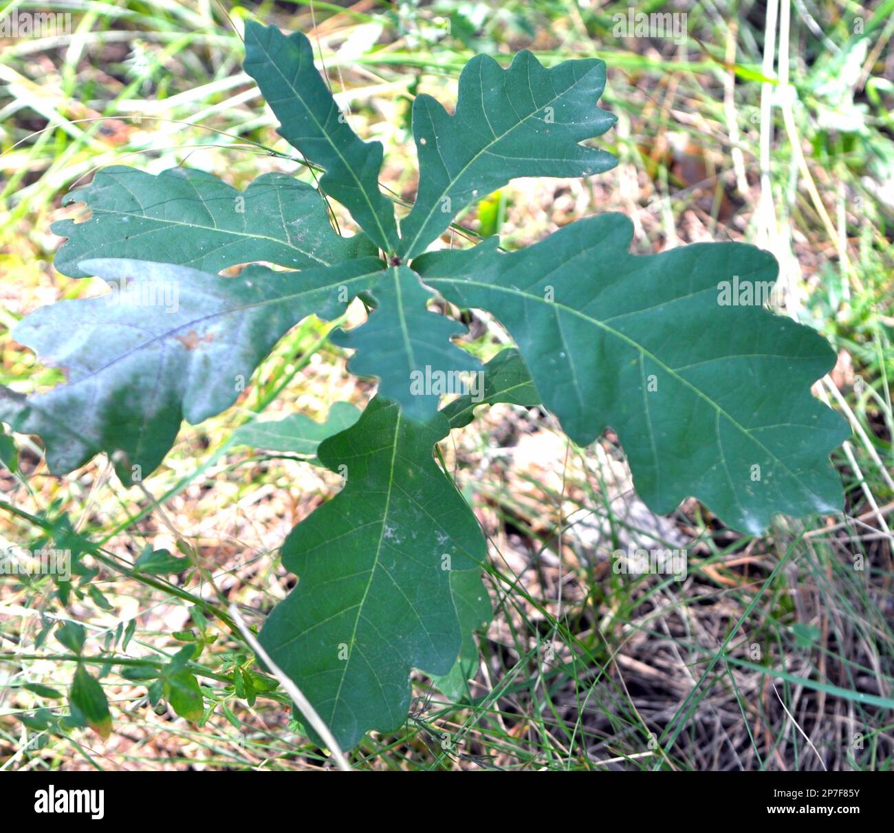 Young Forest Grows Hi-res Stock Photography And Images - Alamy