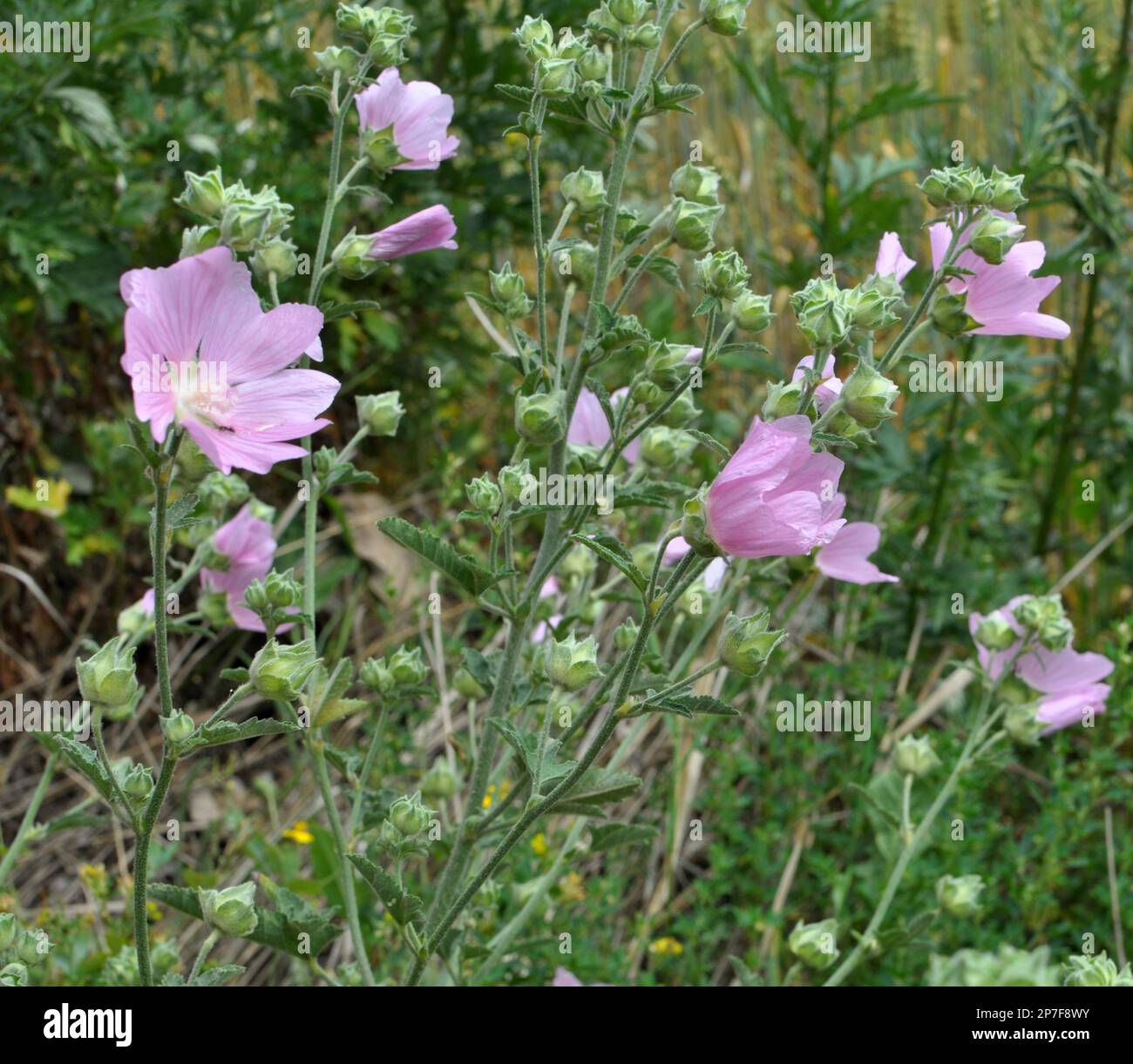 Malva thuringiaca blooms in the wild in summer Stock Photo