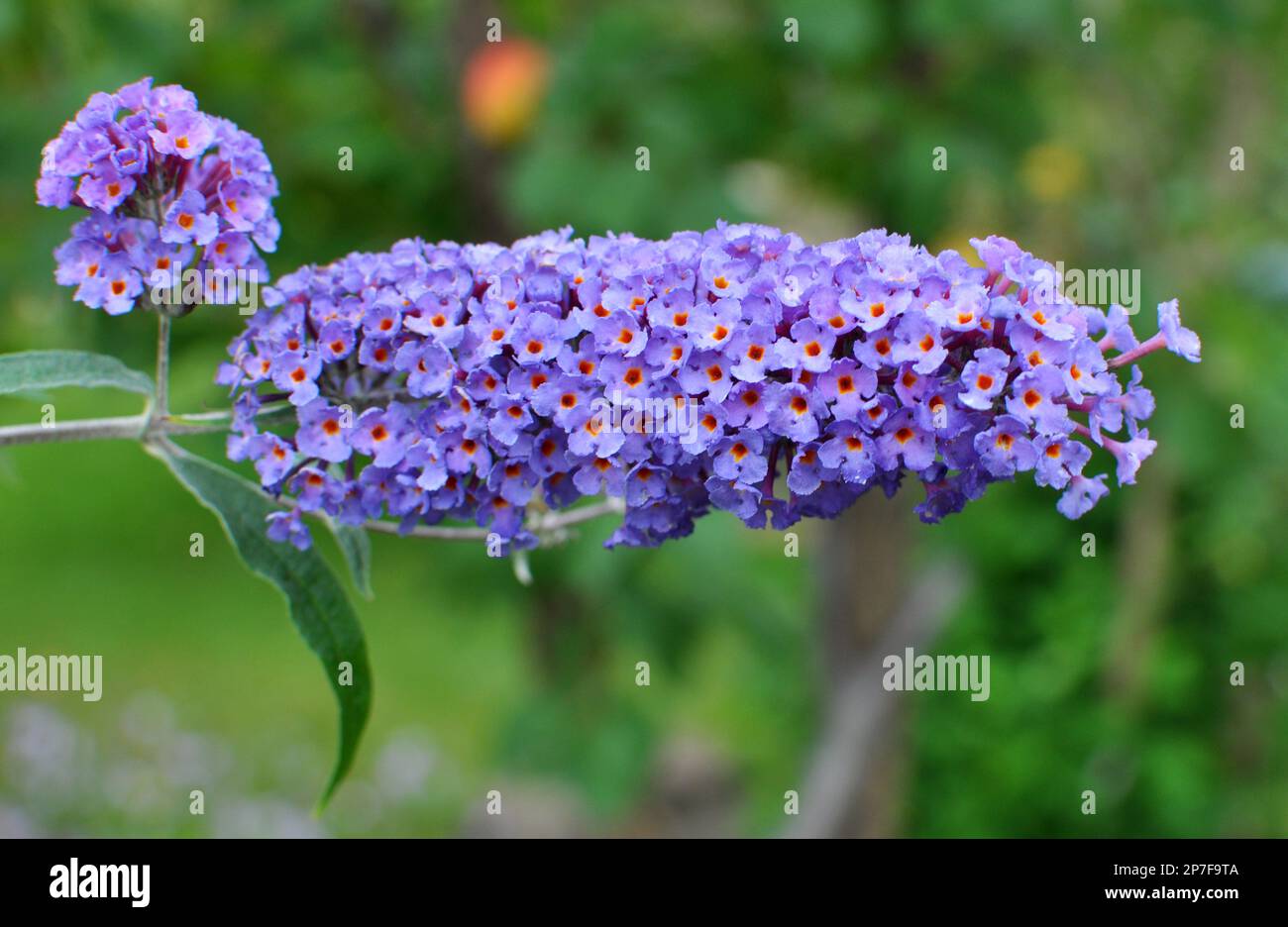 The buddleja davidii bush is blooming in the garden Stock Photo - Alamy