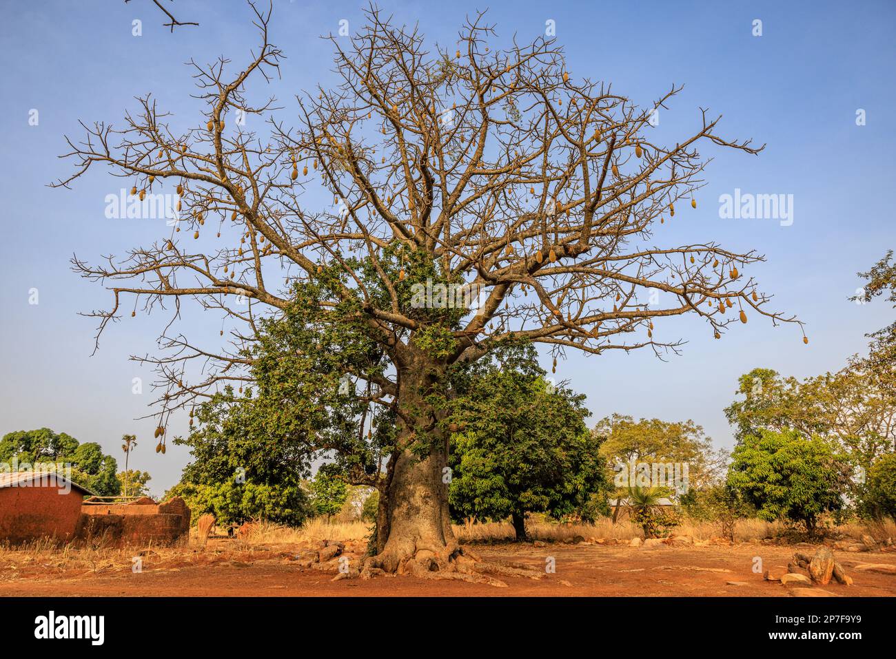 full photo of a large baobob tree with hanging fruit in a rural village in north west benin Stock Photo