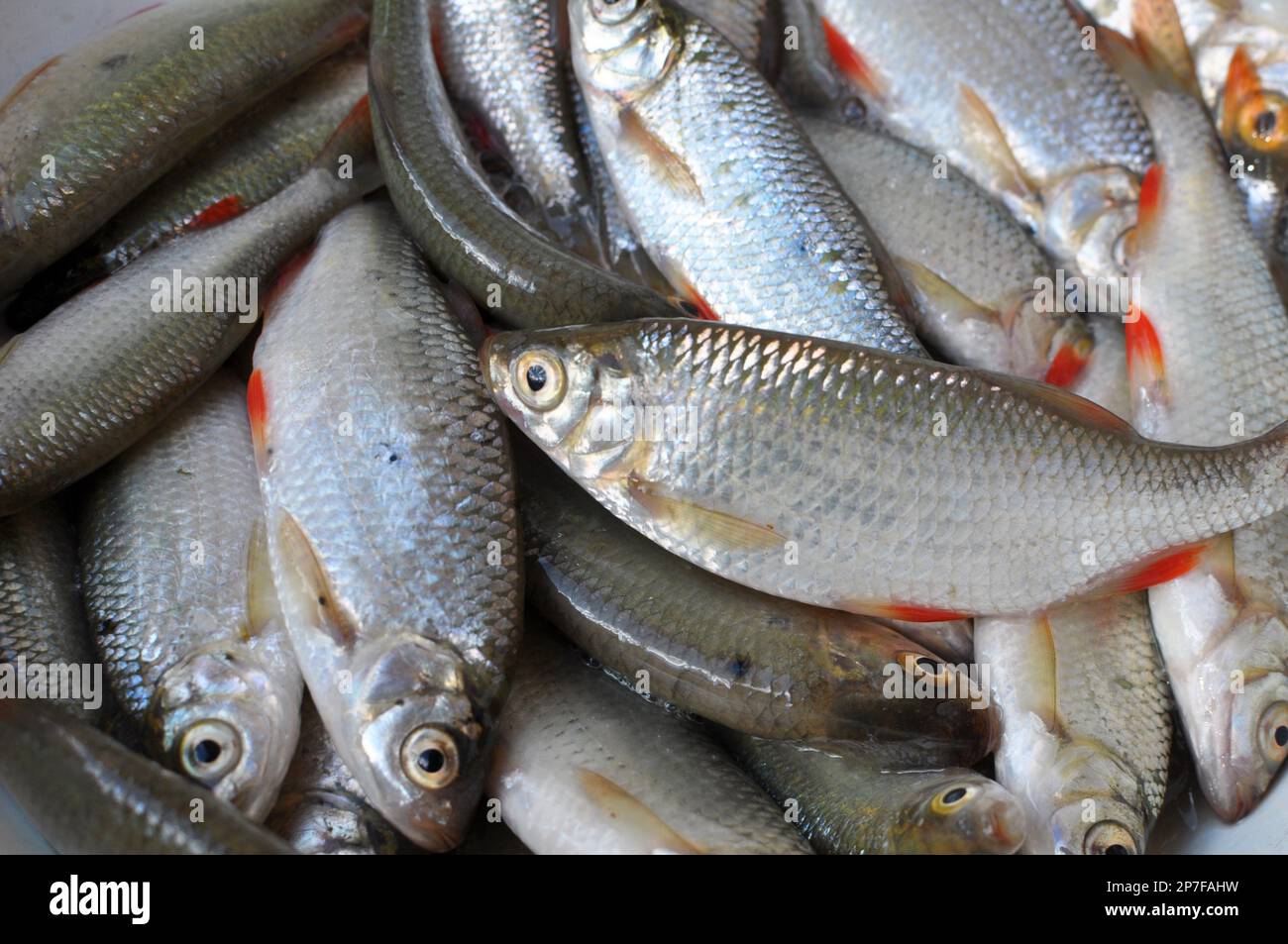Freshly caught fish roach (Rutilus rutilus) which is the object of amateur and industrial fishing Stock Photo