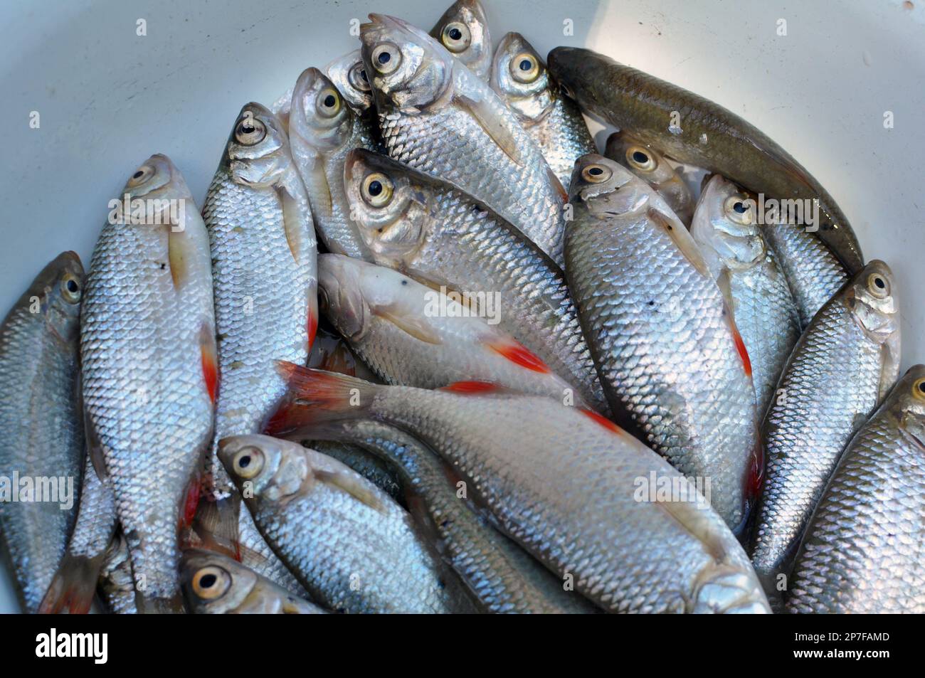 Freshly caught fish roach (Rutilus rutilus) which is the object of amateur and industrial fishing Stock Photo