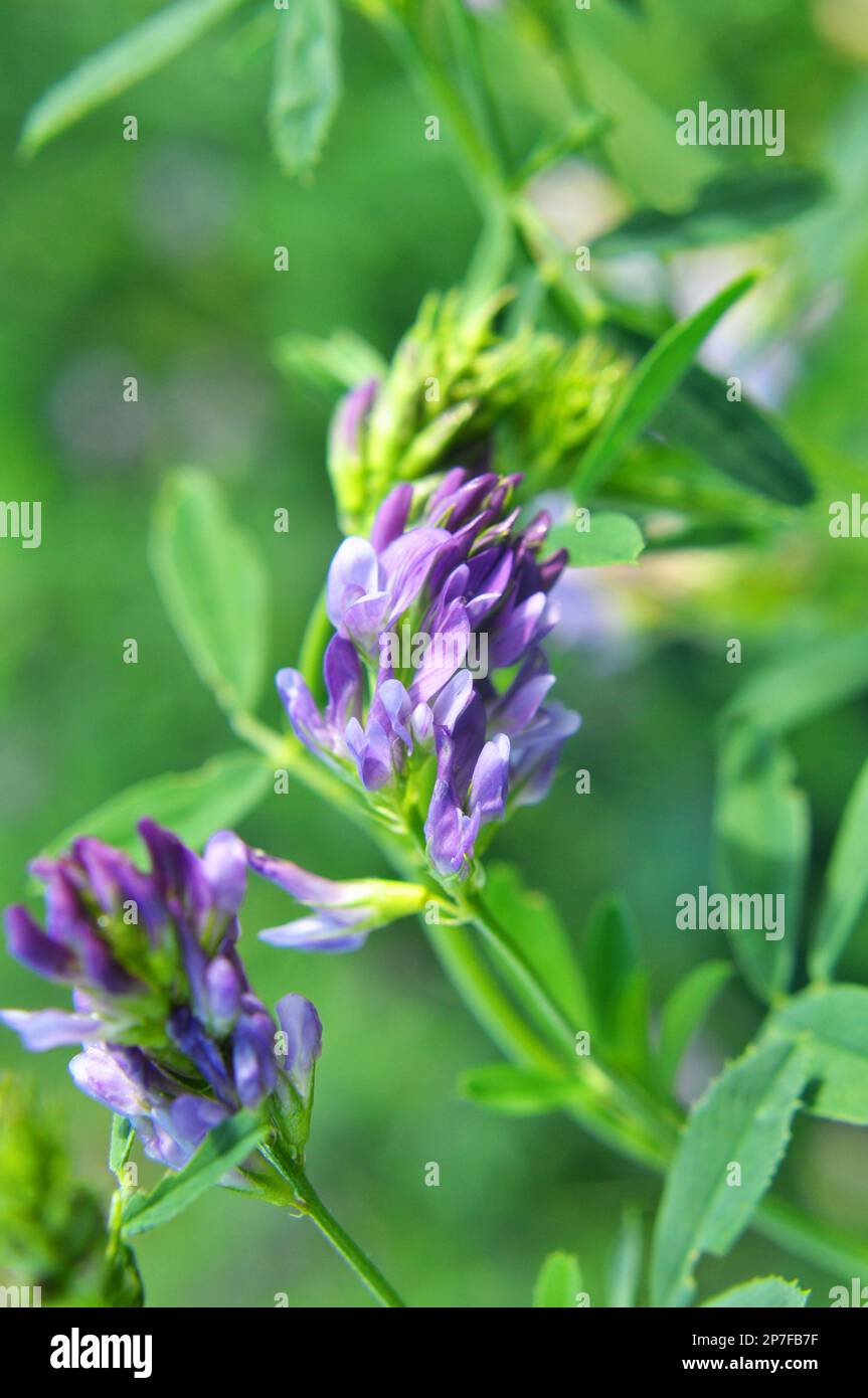 The field is blooming alfalfa which is a valuable animal feed Stock 