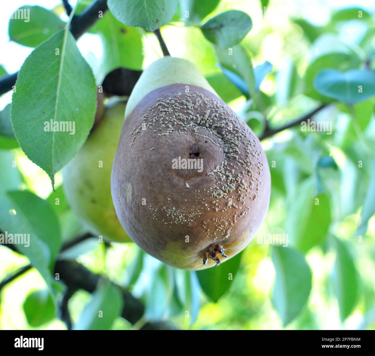 Pear fruits are infected with the fungus Monilinia fructigena Stock