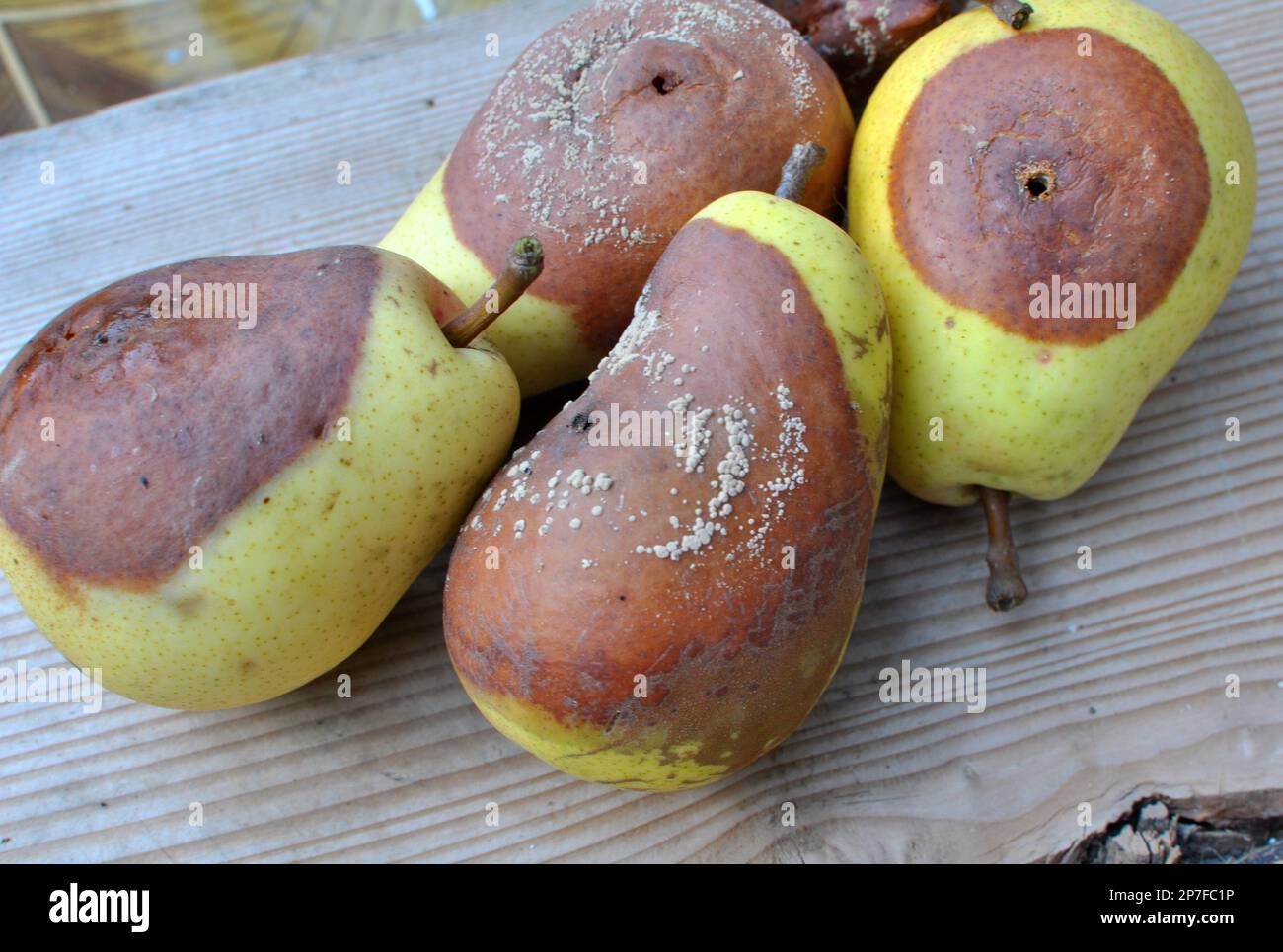 Pear fruits are infected with the fungus Monilinia fructigena Stock Photo