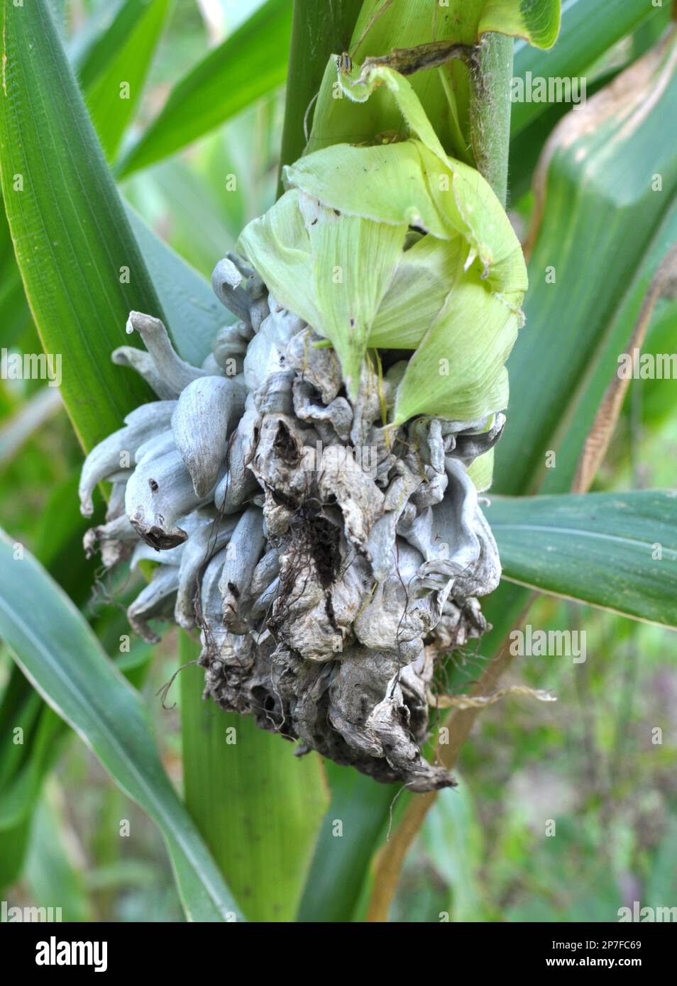 Sick corn plant affected by fungus Ustilago zeae Unger Stock Photo Alamy