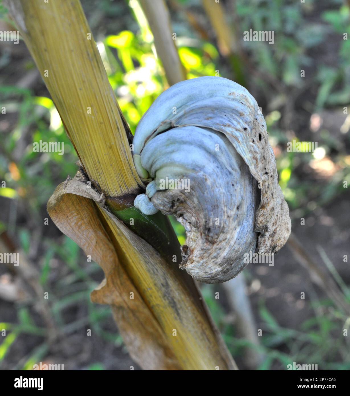 Sick corn plant affected by fungus Ustilago zeae Unger Stock Photo Alamy