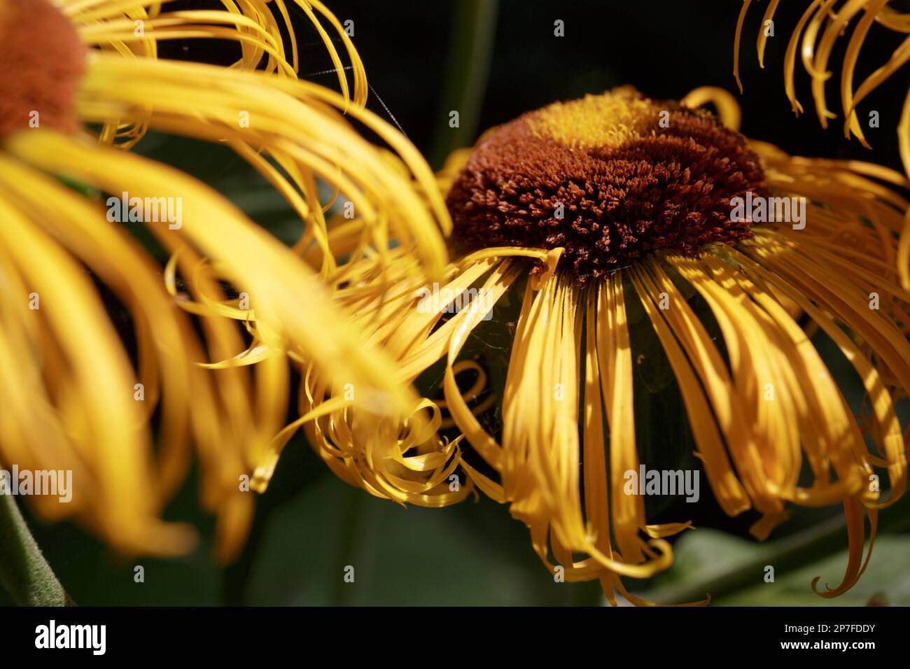 Withering rudbeckia. Fading petals of fresh flowers in the sunlight. Rudbeckia with yellow flowers blooms in the garden Stock Photo