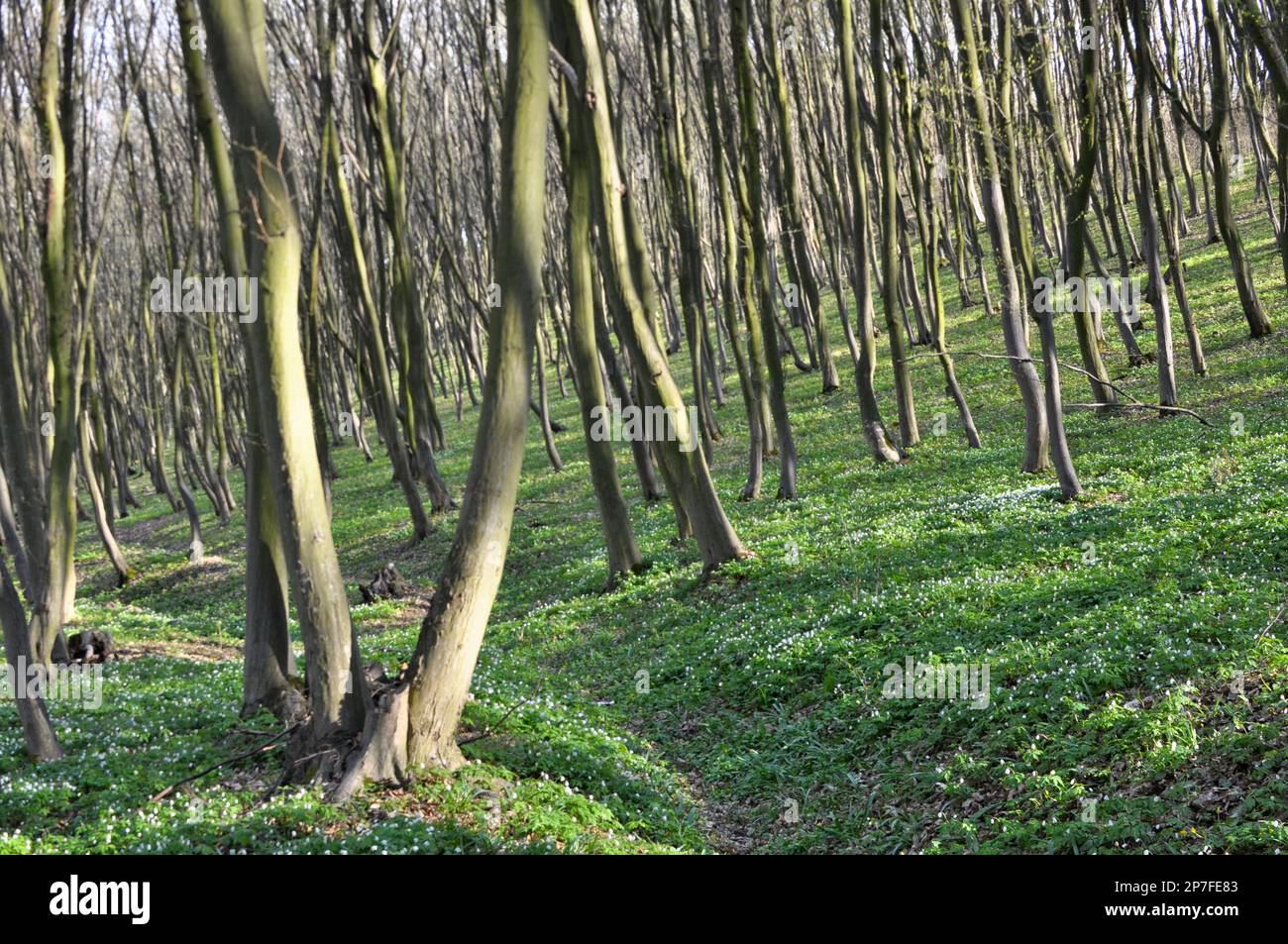 Hornbeam trees solid wood grow in the forest Stock Photo Alamy