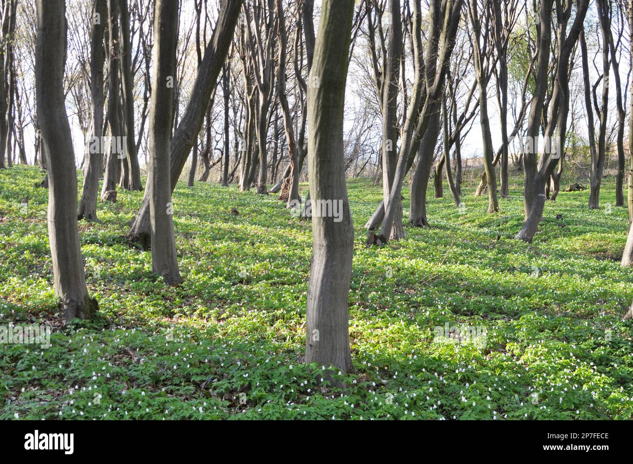 Hornbeam trees solid wood grow in the forest Stock Photo Alamy