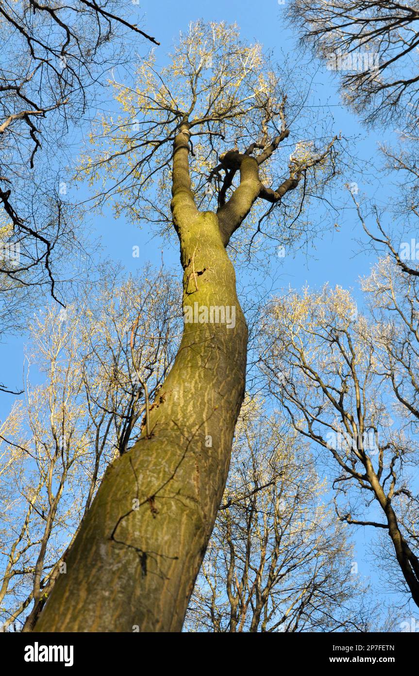 Hornbeam trees solid wood grow in the forest Stock Photo Alamy