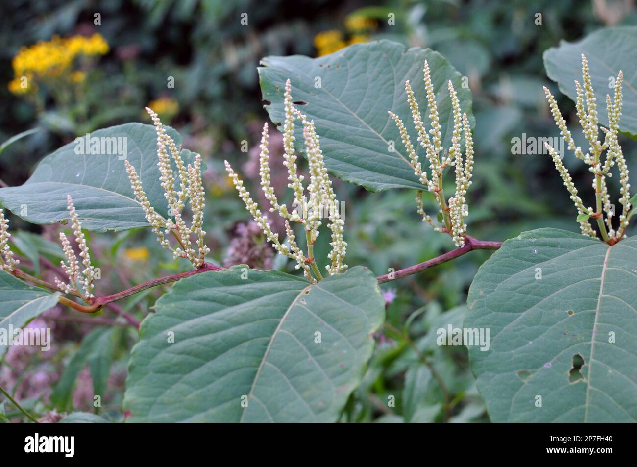 In summer, the perennial plant Reynoutria grows in nature Stock Photo