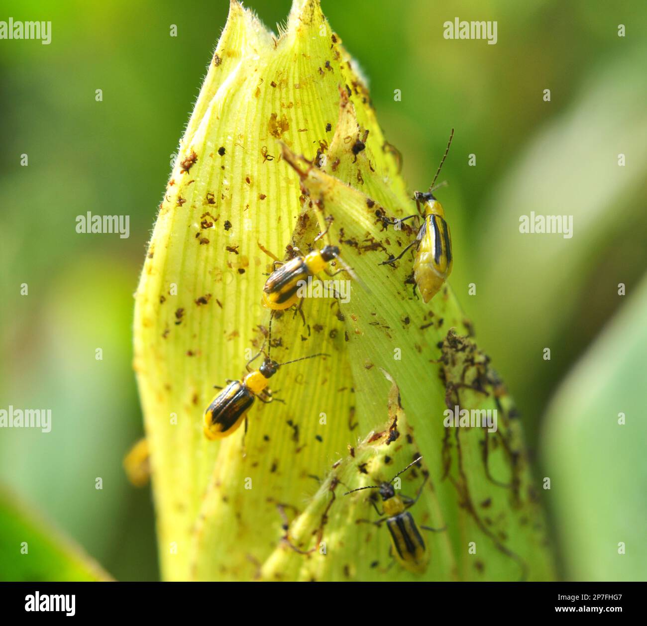 On the plant is a harmful insect Western corn beetle (Diabrotica