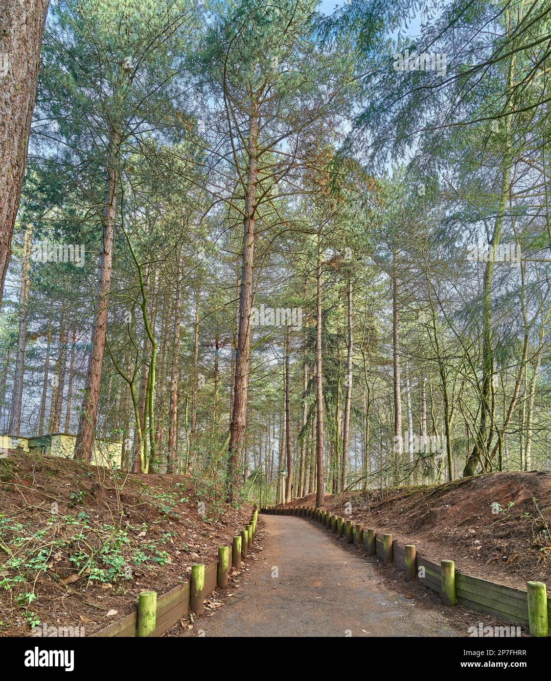 Woodland path at Center Parcs, Sherwood Forest, England Stock Photo Alamy