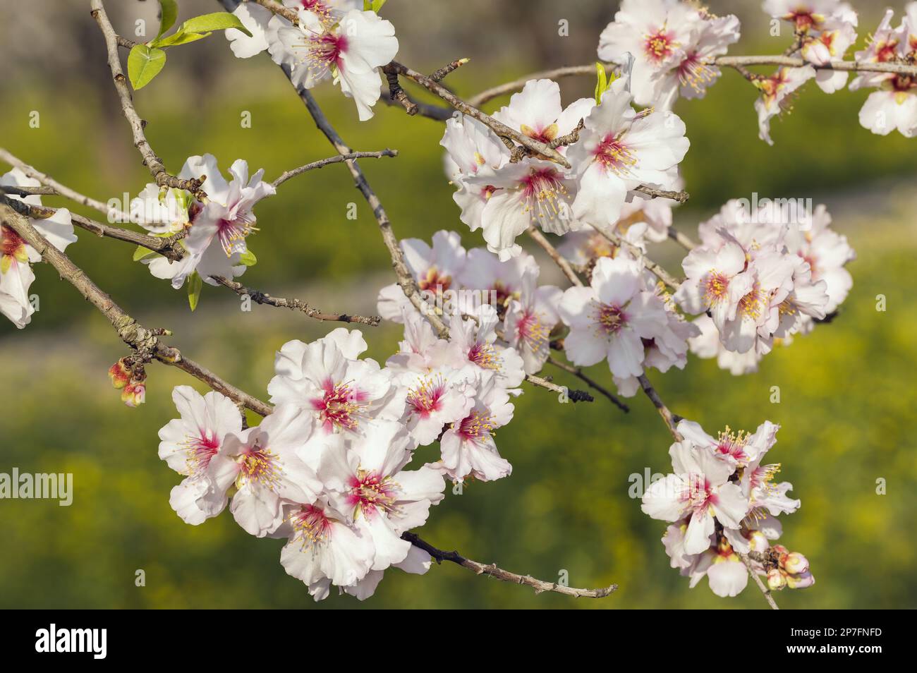 Closeup of beautiful white pink flowers of a blossoming almond tree in an almond garden orchard in Northern Israel Stock Photo