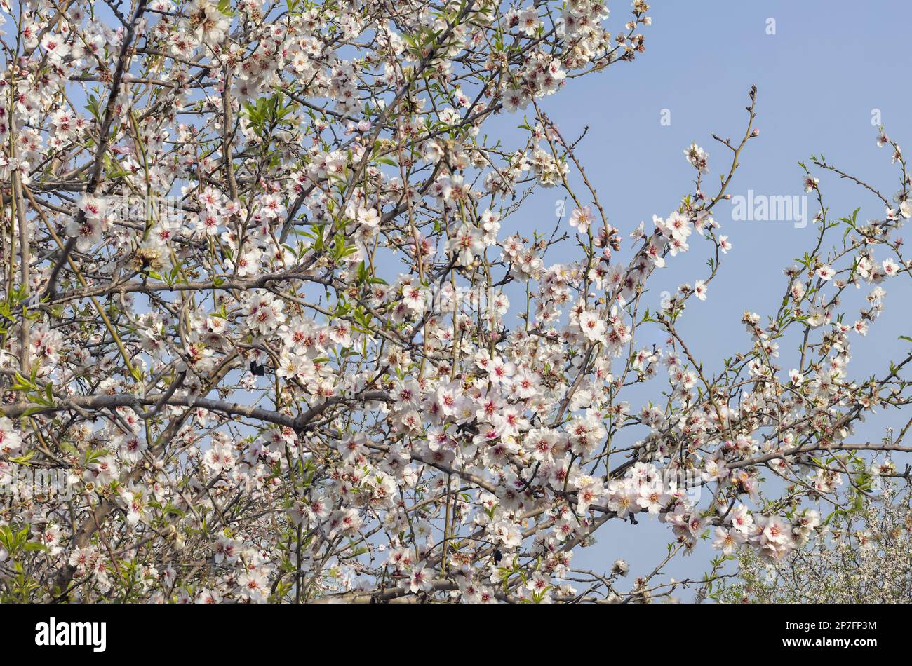 Closeup of beautiful white pink flowers of a blossoming almond tree in an almond garden orchard in Northern Israel Stock Photo