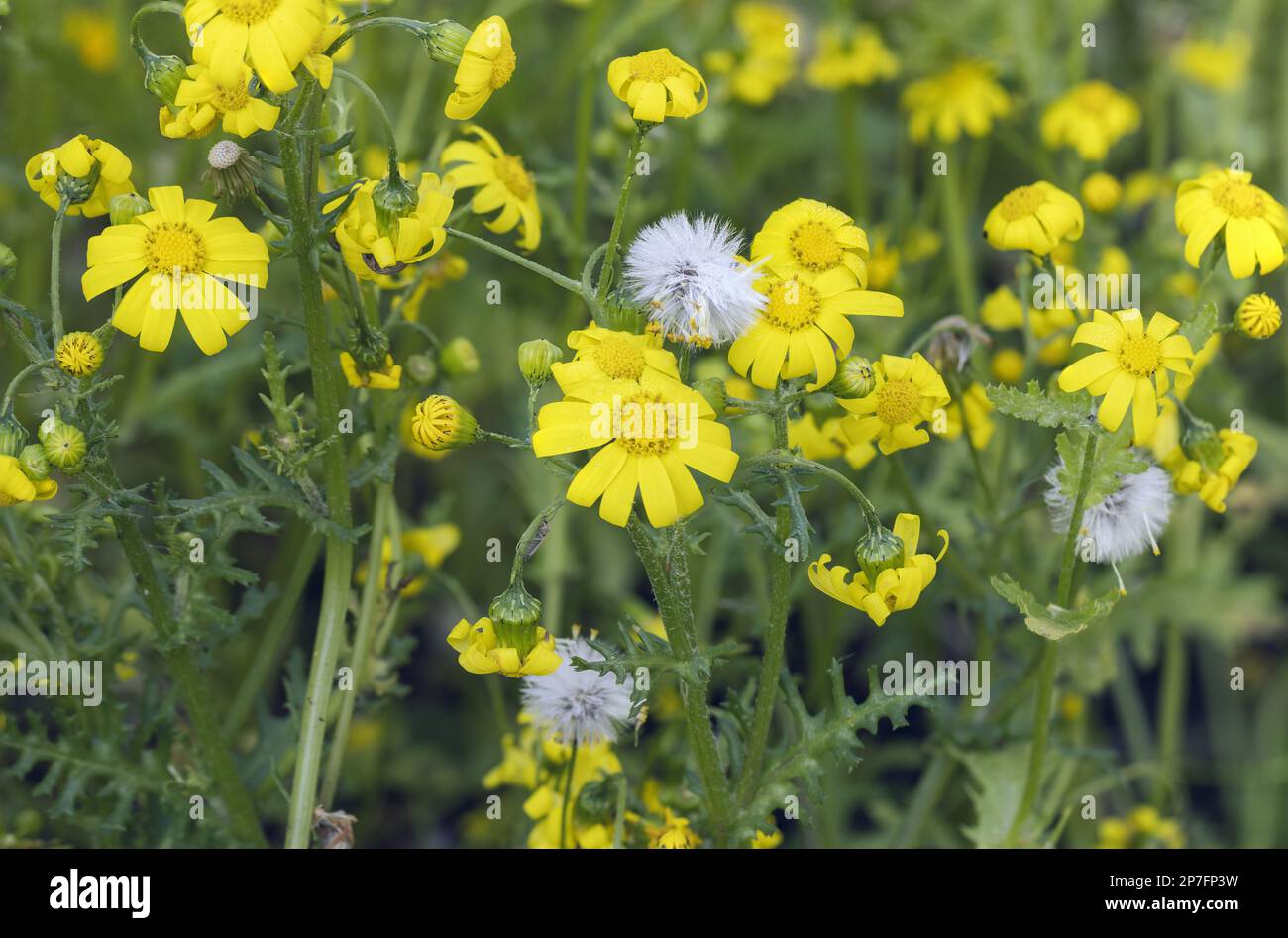 Yellow and white wild flowers close up against green grass in Northern Israel Stock Photo