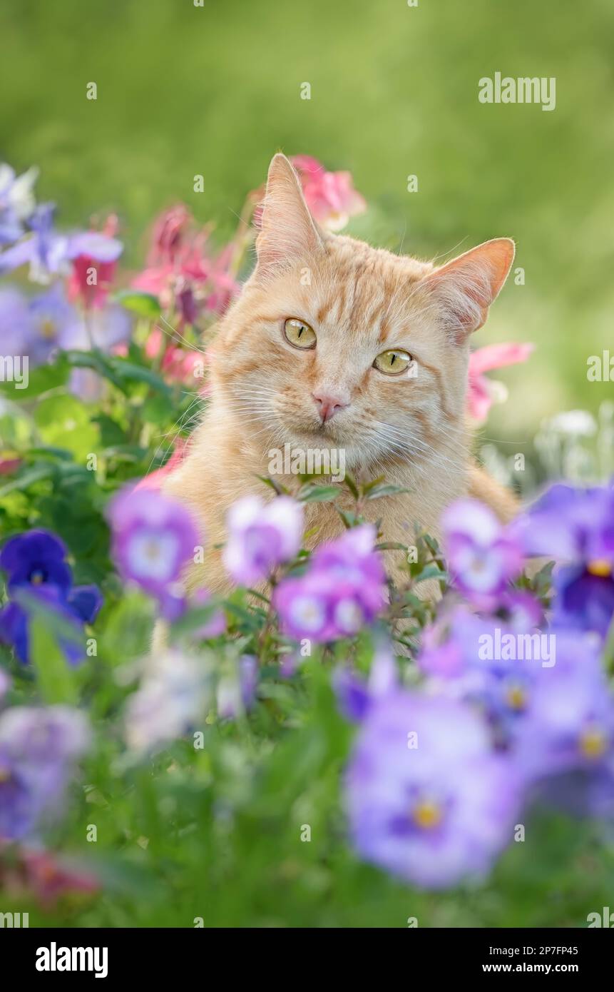 Adorable ginger colored tabby cat posing amidst colorful spring flowers in a garden Stock Photo
