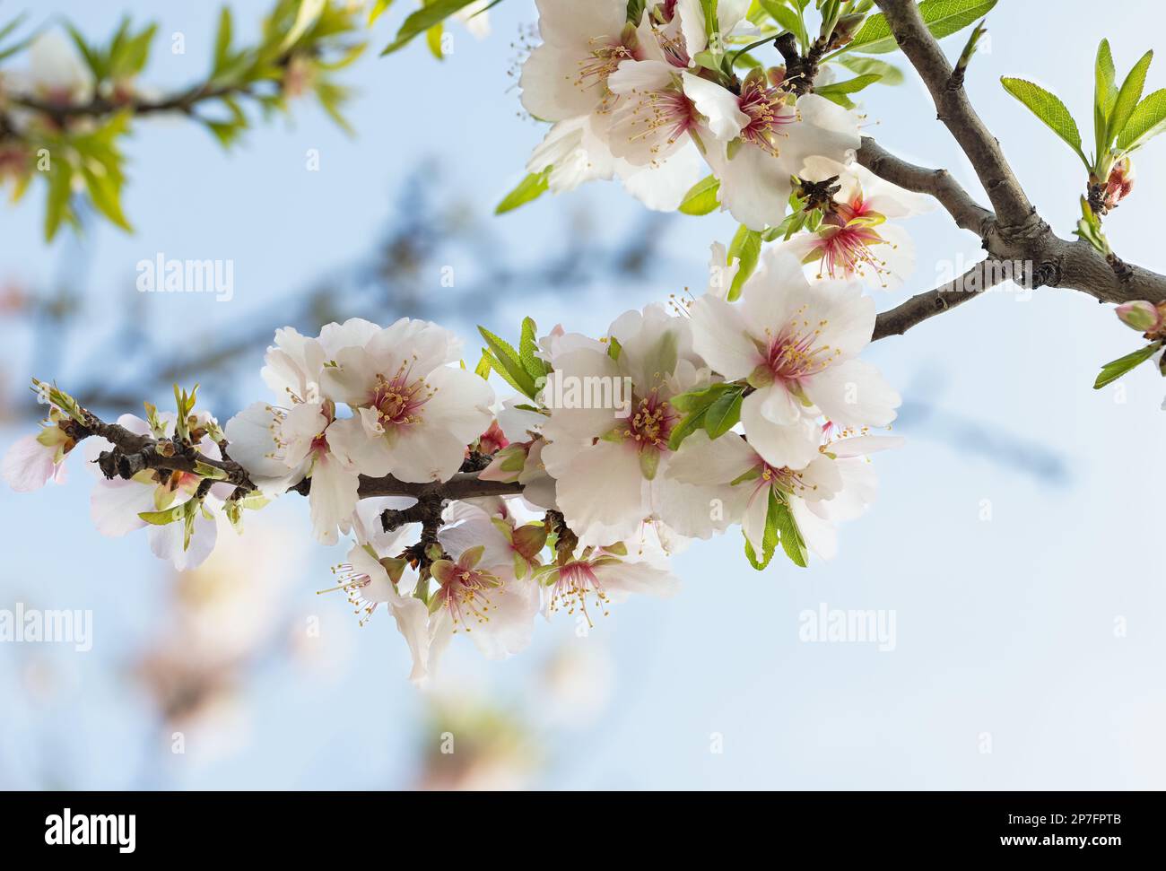 Closeup of beautiful white pink flowers of a blossoming almond tree in an almond garden orchard in Northern Israel Stock Photo