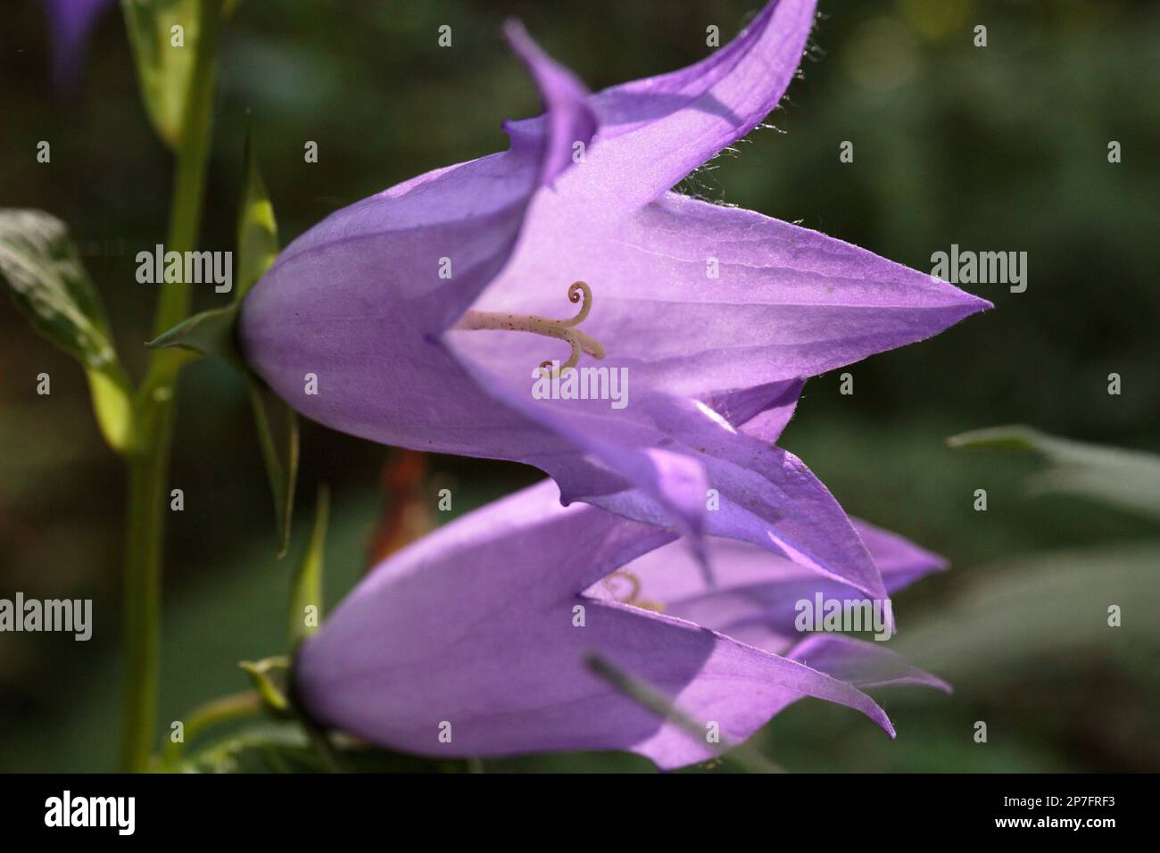 Bell flowers. Purple open flowers of wild bluebell close-up. Contour light. Natural solar illumination of flowers Stock Photo