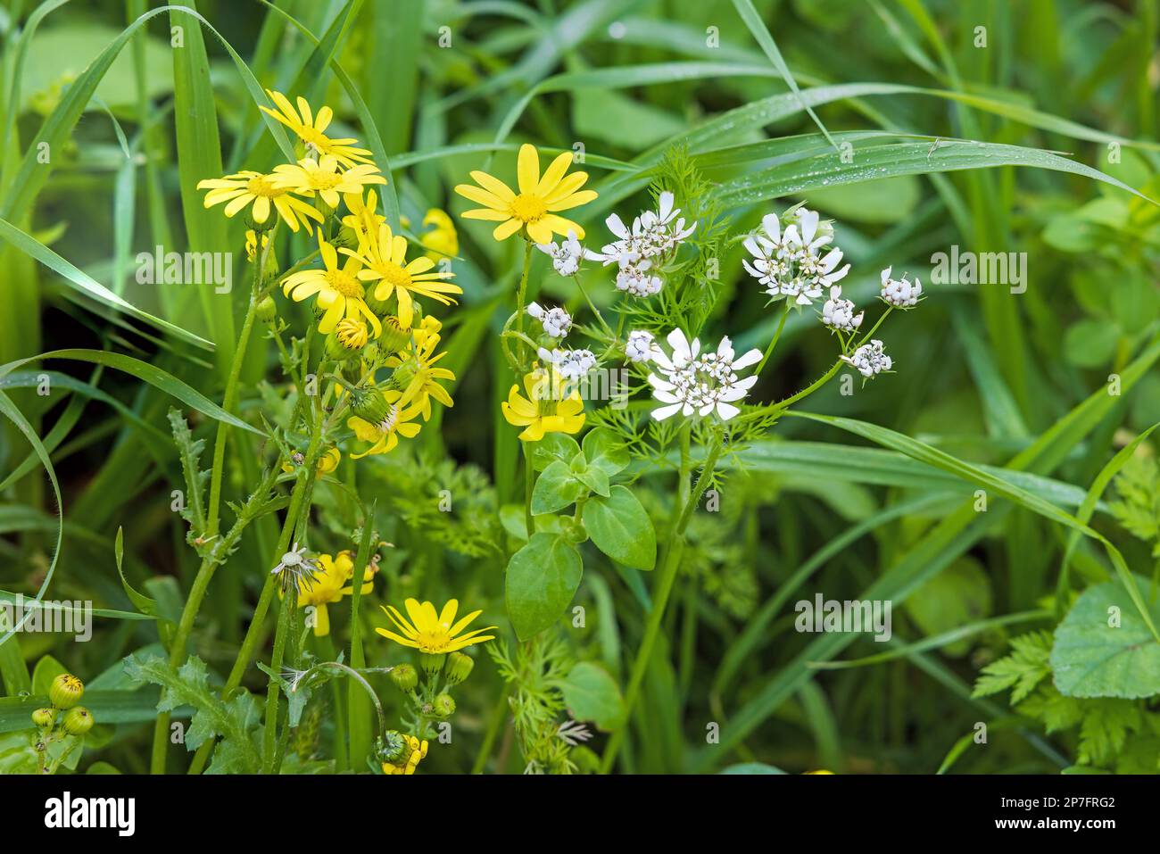 Small white flower in grass hi-res stock photography and images - Alamy