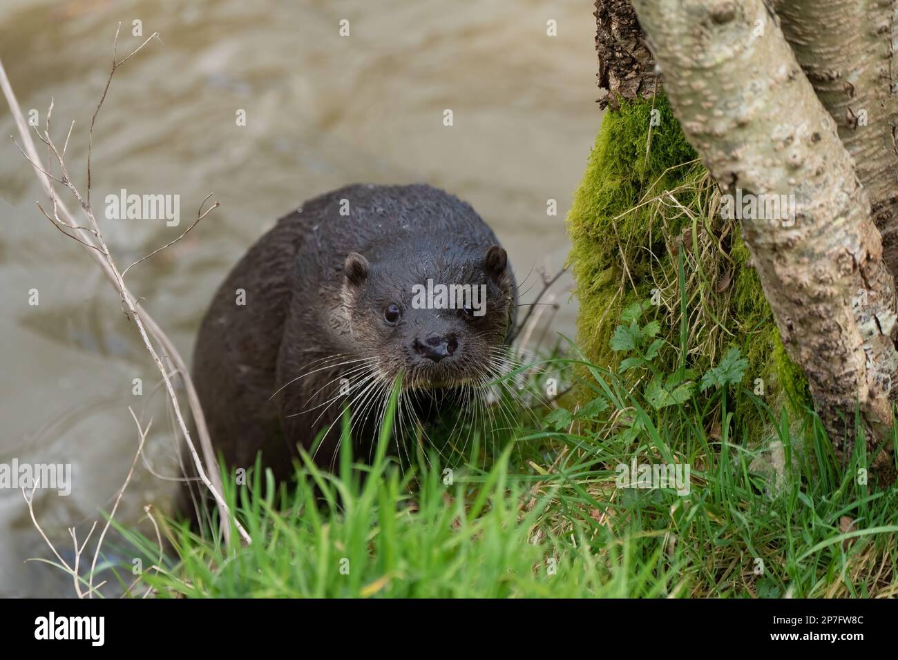 Otter- Lutra lutra. Winter Stock Photo
