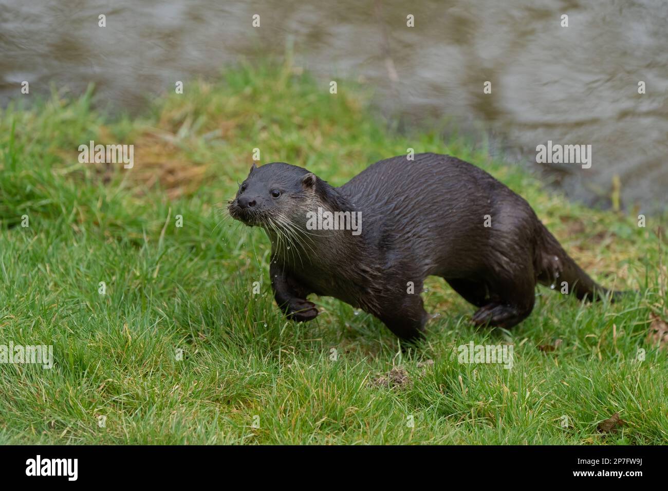 Otter- Lutra lutra. Winter Stock Photo